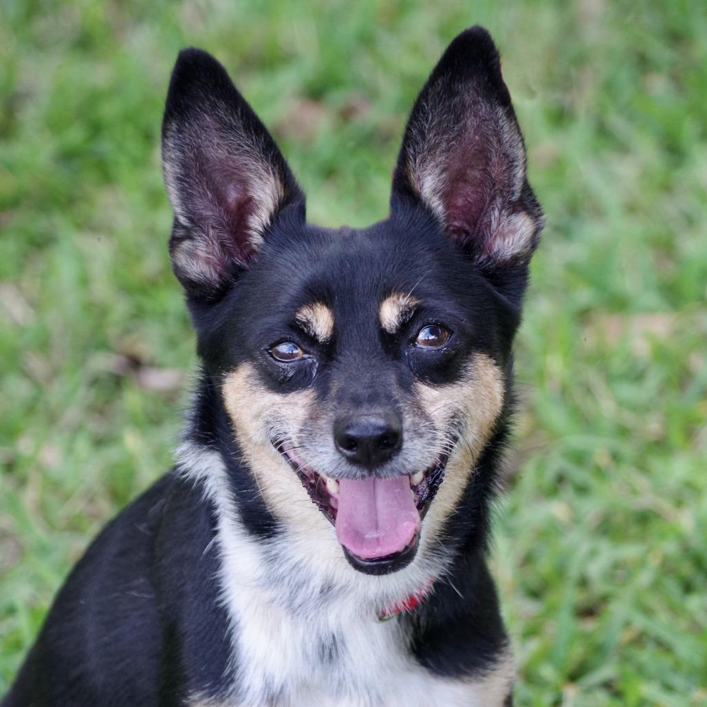 Enlarge Tito, a Adoptable Terrier in Miami, FL image 4/6