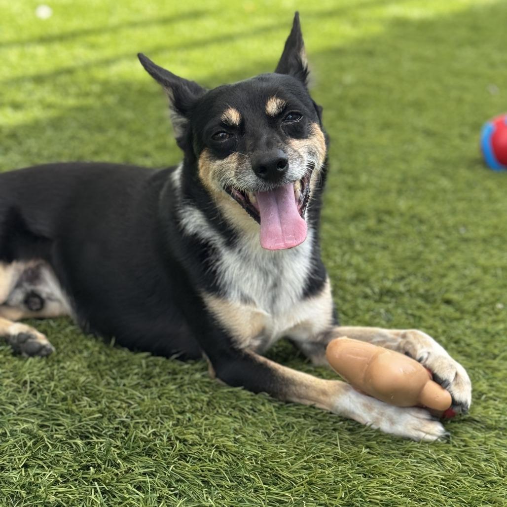 Enlarge Tito, a Adoptable Terrier in Miami, FL image 5/6