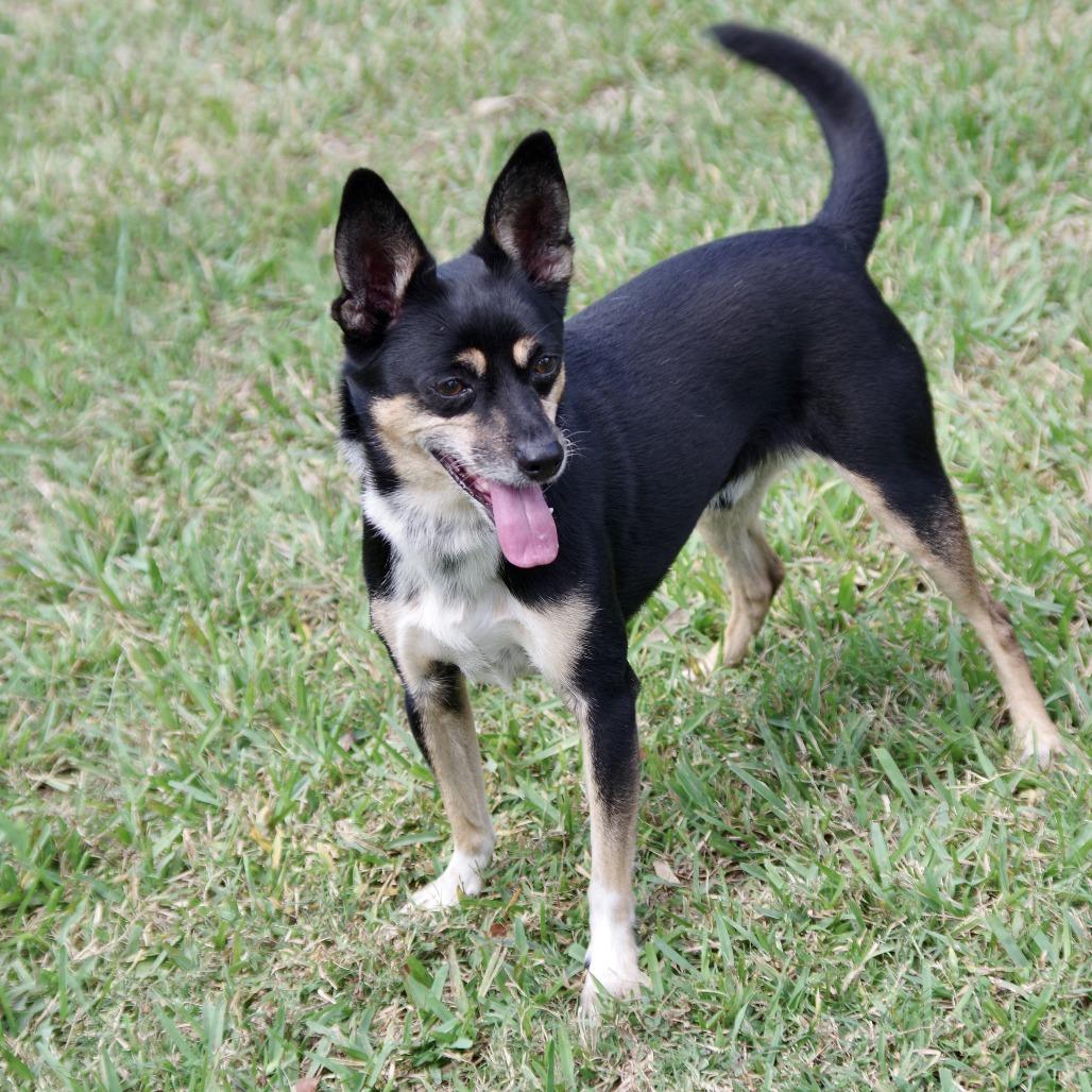 Enlarge Tito, a Adoptable Terrier in Miami, FL image 6/6