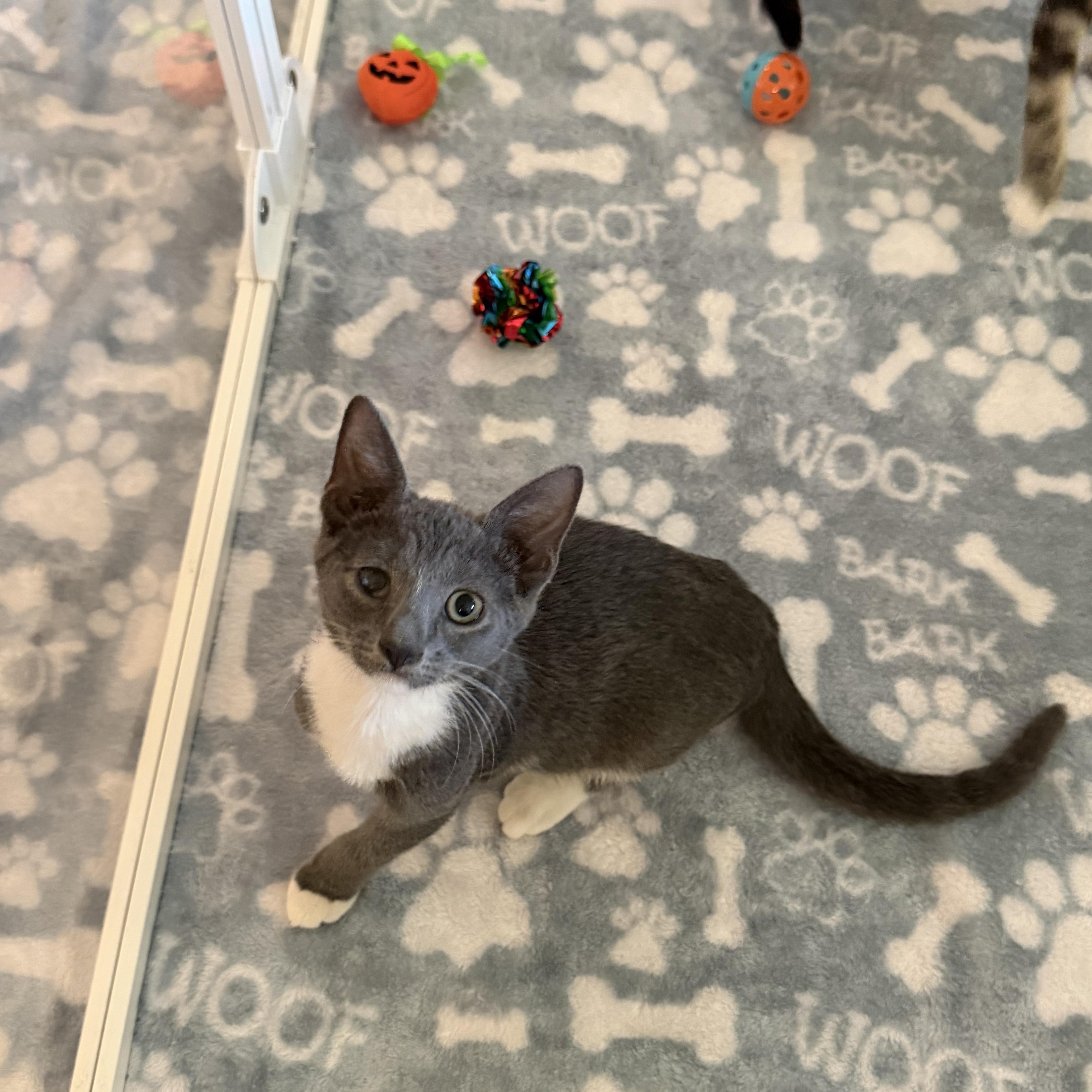Enlarge Ducky, a Adoptable Domestic Short Hair in jacksonville, FL image 2/6