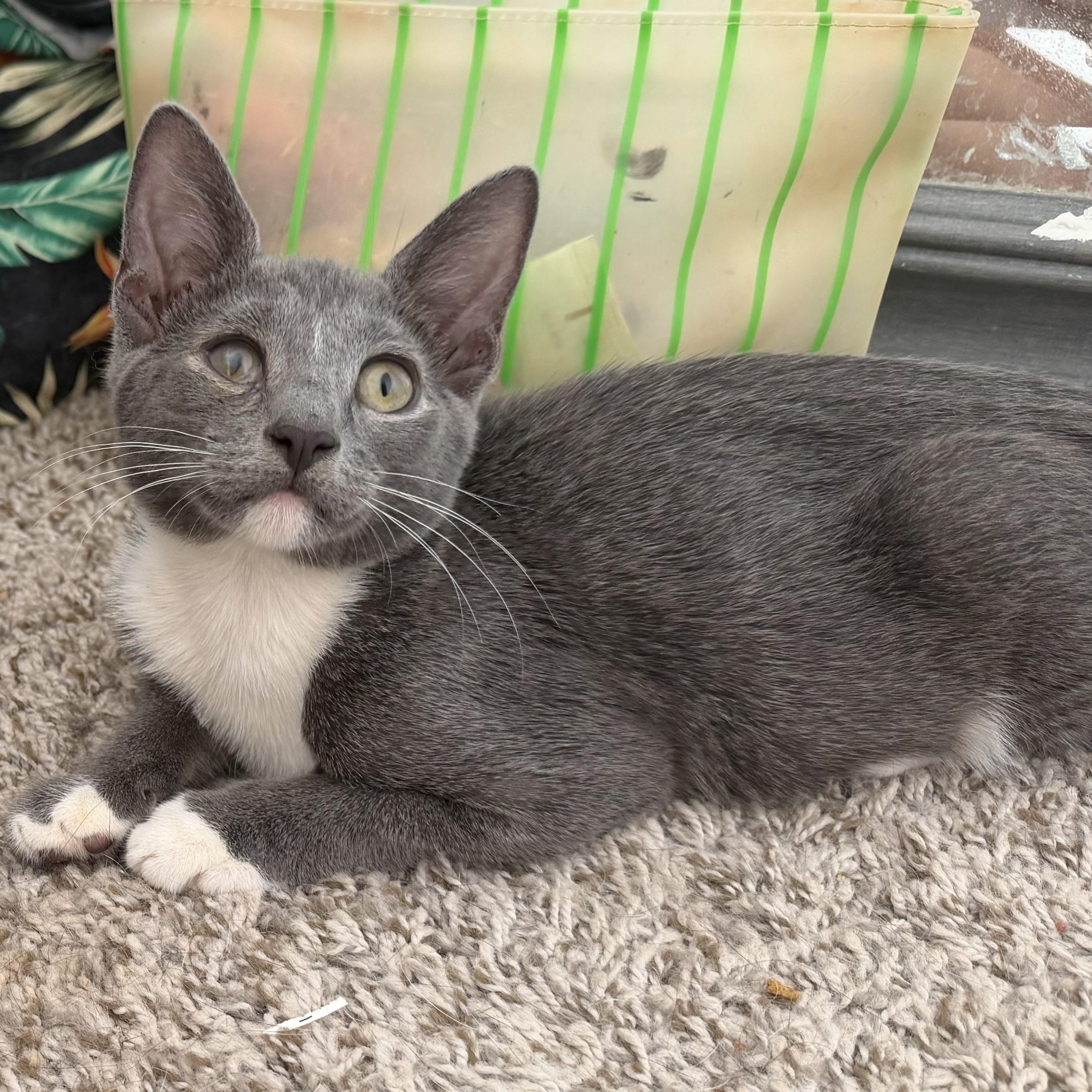 Enlarge Ducky, a Adoptable Domestic Short Hair in jacksonville, FL image 3/6