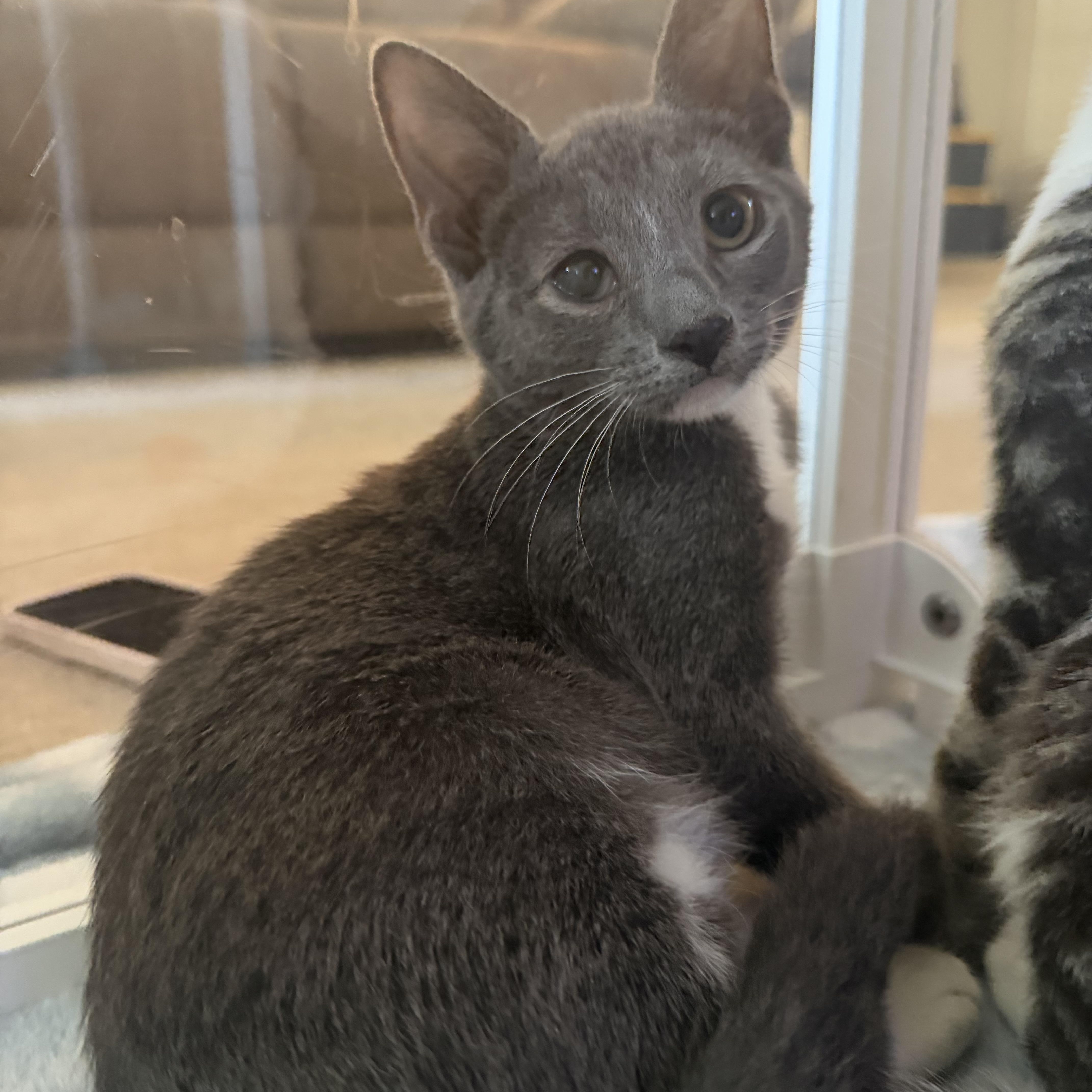Enlarge Ducky, a Adoptable Domestic Short Hair in jacksonville, FL image 4/6