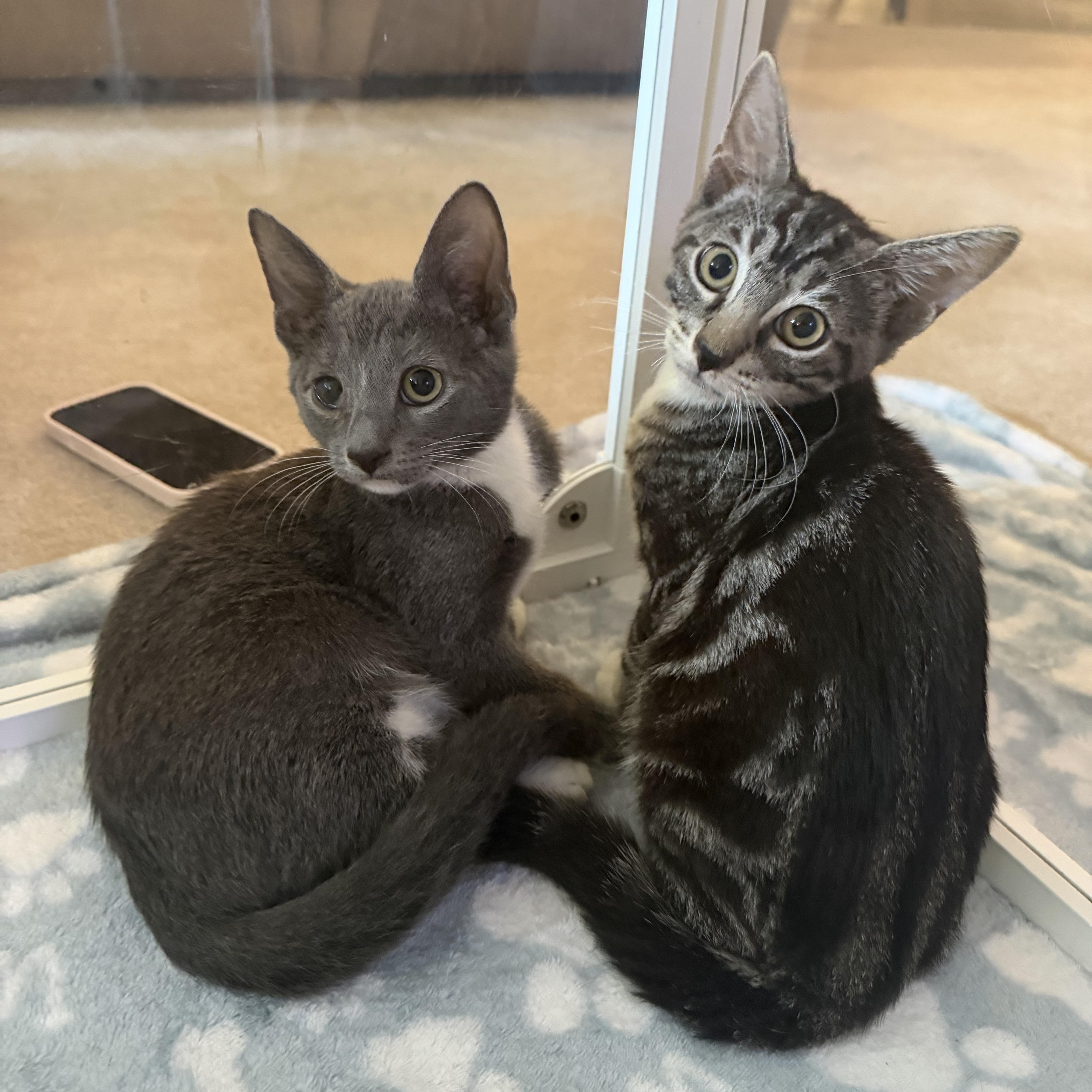 Enlarge Ducky, a Adoptable Domestic Short Hair in jacksonville, FL image 6/6