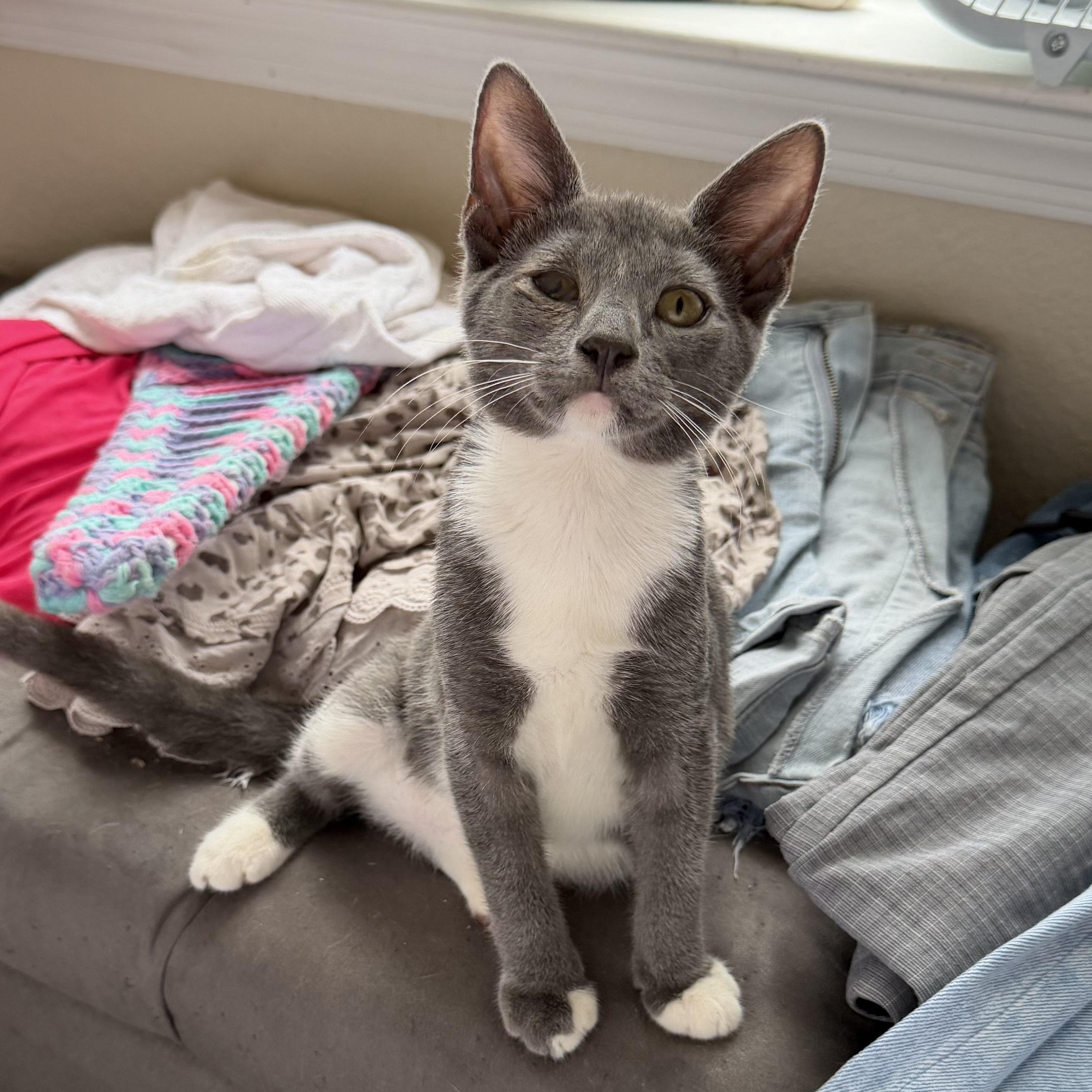 Enlarge Ducky, a Adoptable Domestic Short Hair in jacksonville, FL image 1/6