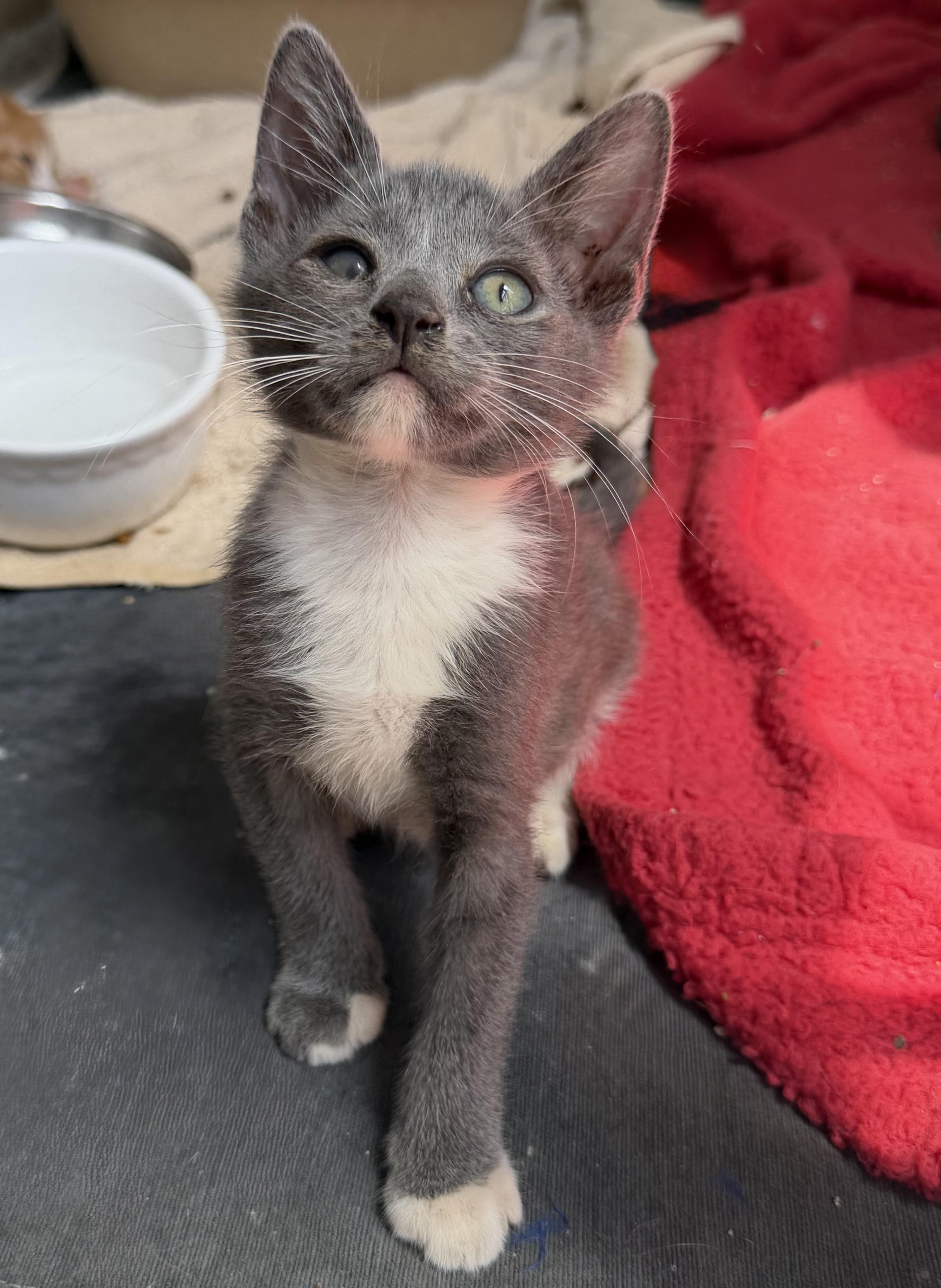 Enlarge Ducky, a Adoptable Domestic Short Hair in jacksonville, FL image 5/6