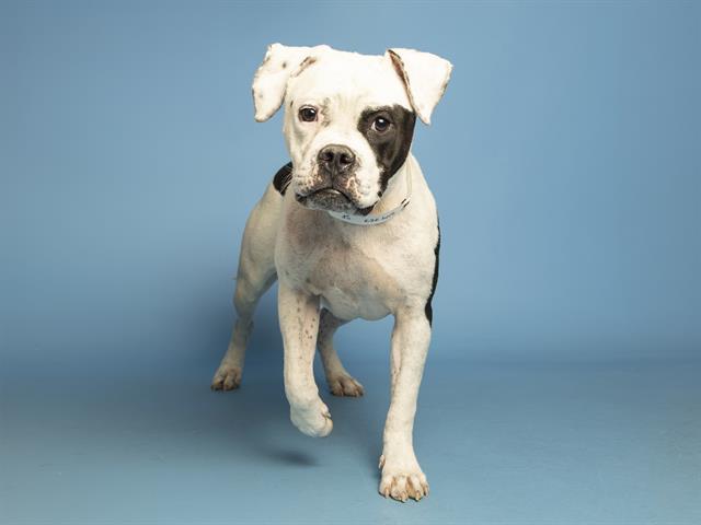 HARPER, Adoptable, Young Female Pit Bull Terrier.