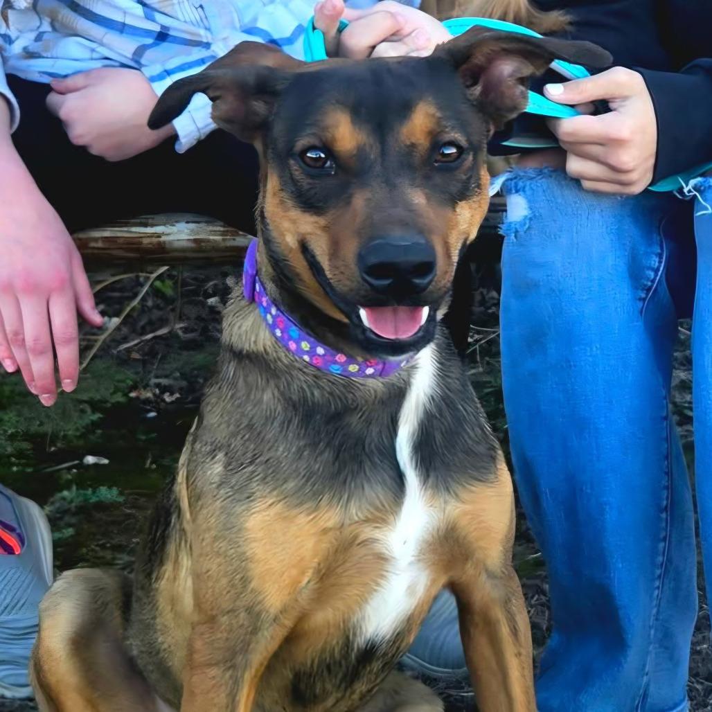 Enlarge Maverick, a Adoptable mixed breed in Stephenville, TX image 1/5
