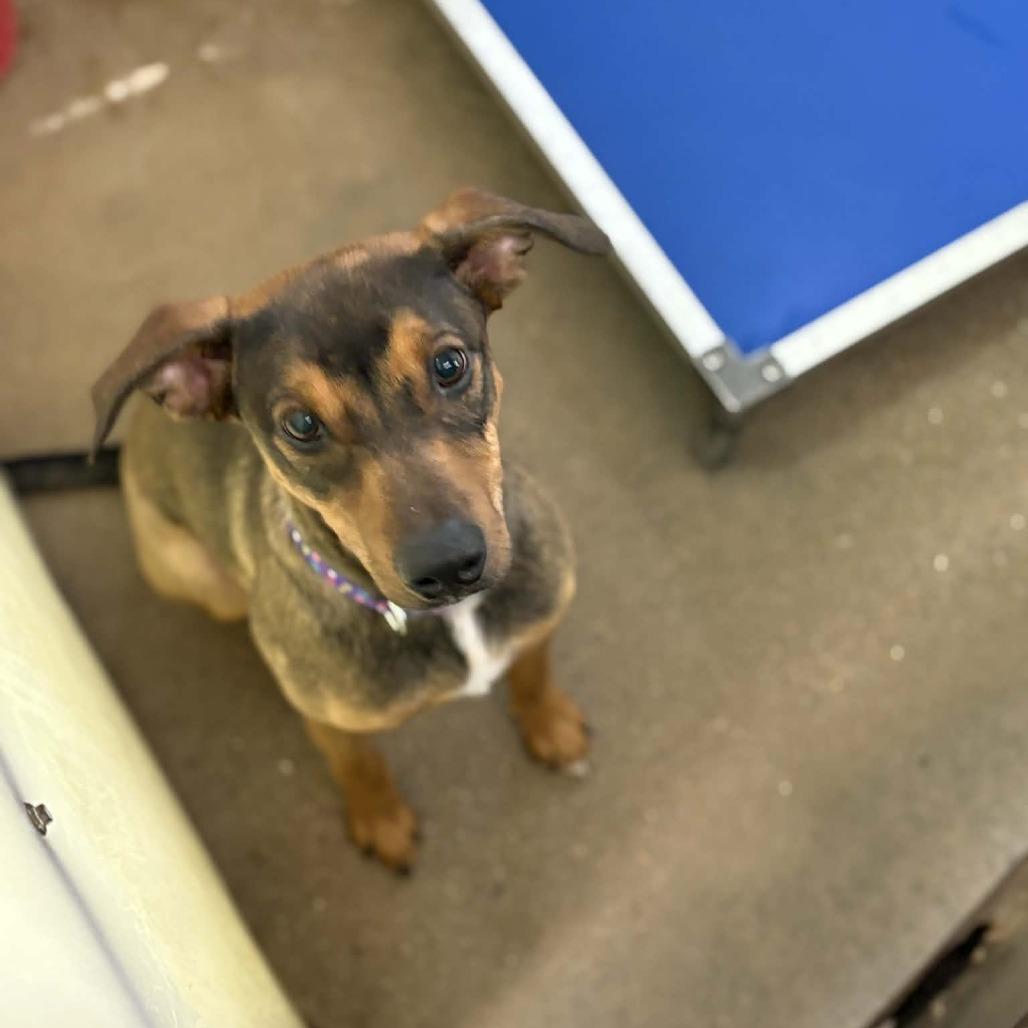 Enlarge Maverick, a Adoptable mixed breed in Stephenville, TX image 2/5