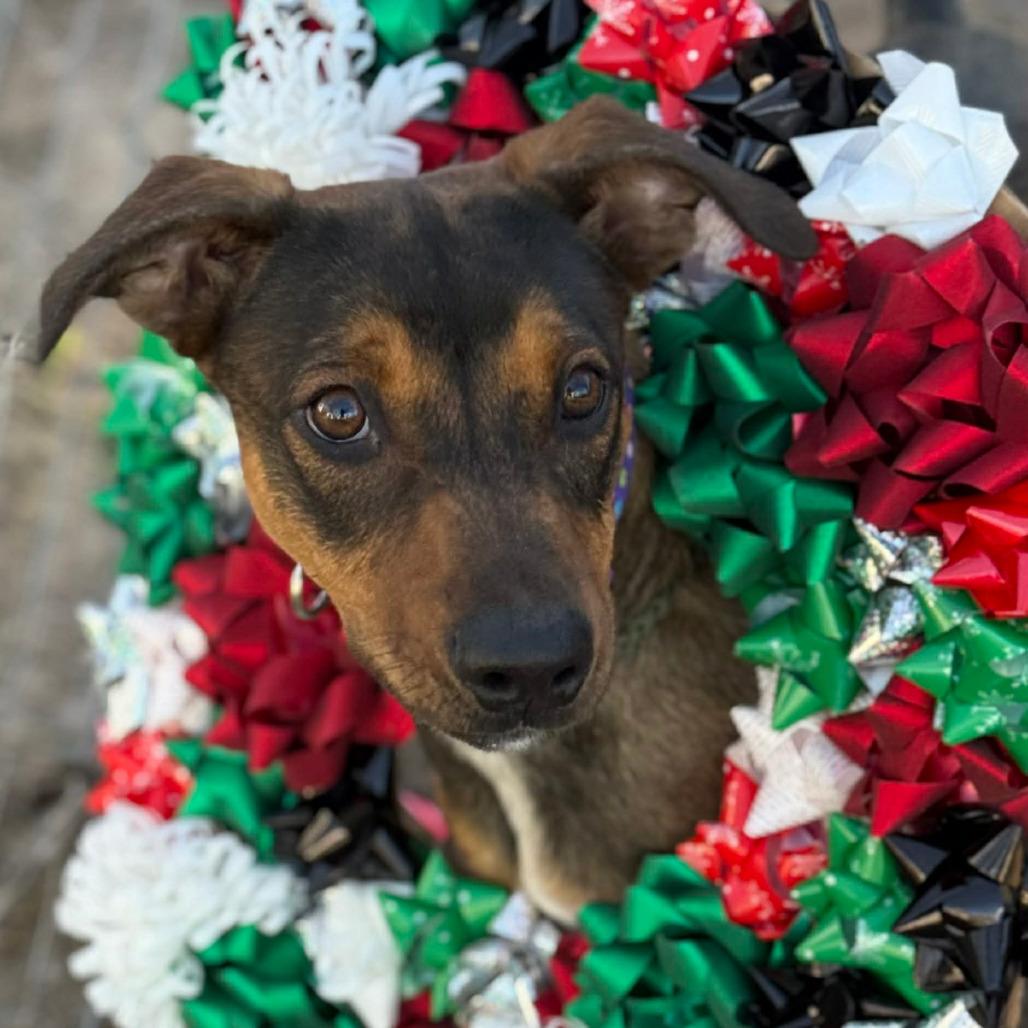 Enlarge Maverick, a Adoptable mixed breed in Stephenville, TX image 3/5