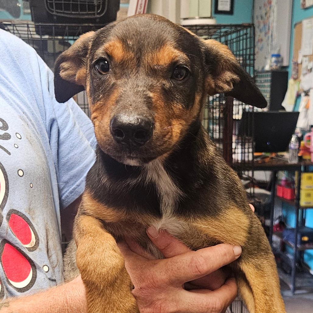 Enlarge Maverick, a Adoptable mixed breed in Stephenville, TX image 4/5