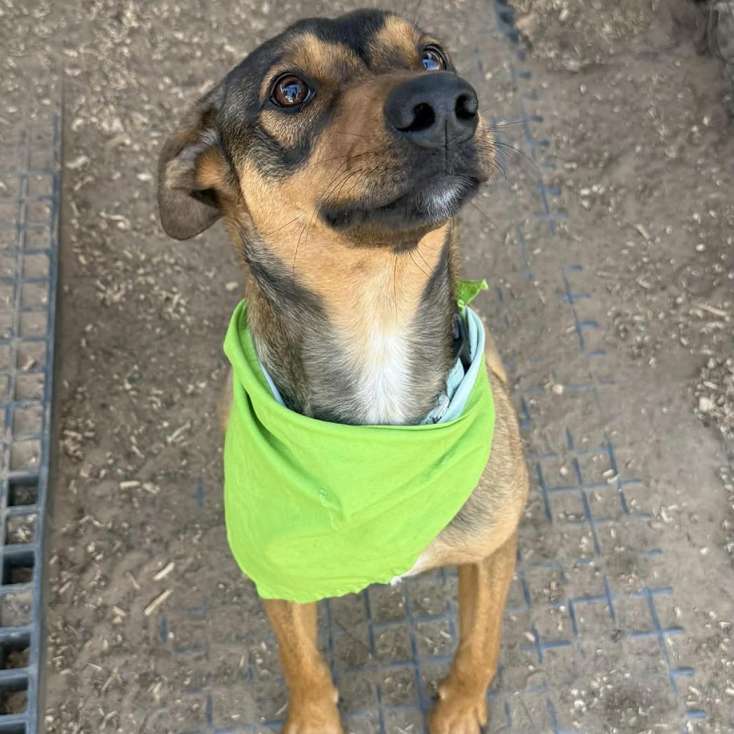 Enlarge Maverick, a Adoptable mixed breed in Stephenville, TX image 5/5