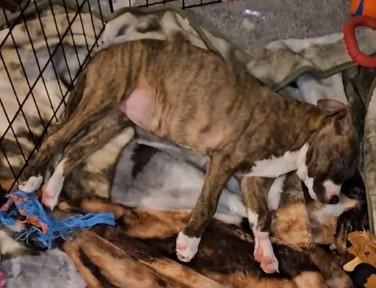 Enlarge Ella, a ADOPTABLE Mixed Breed in Alma, MI image 2/3