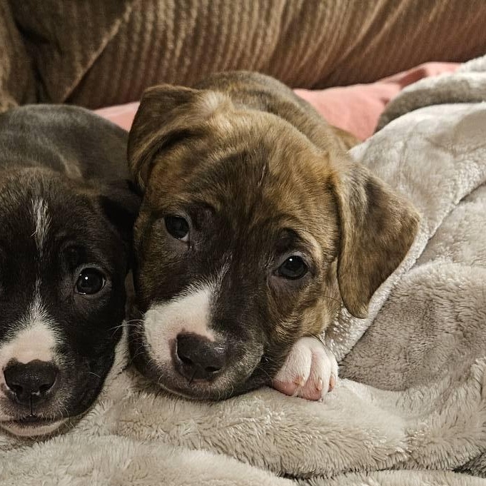 Enlarge Ella, a ADOPTABLE Mixed Breed in Alma, MI image 3/3