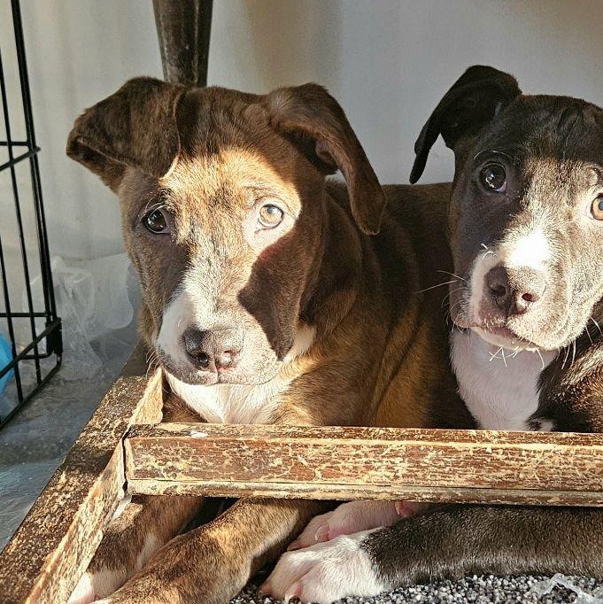 Enlarge Ella, a ADOPTABLE Mixed Breed in Alma, MI image 1/3