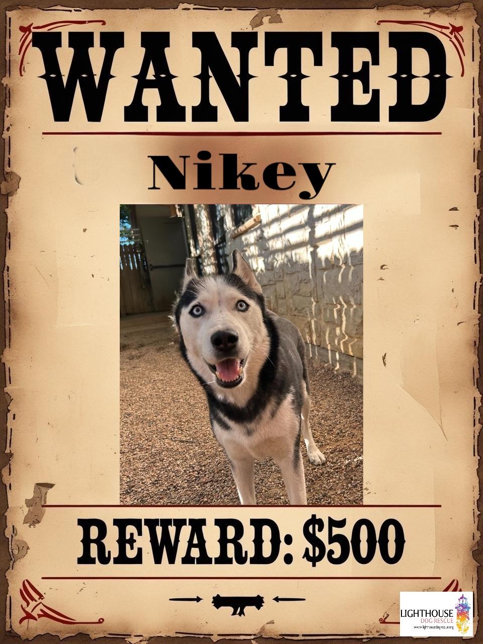 Nikey, ADOPTABLE, Young Female Siberian Husky.