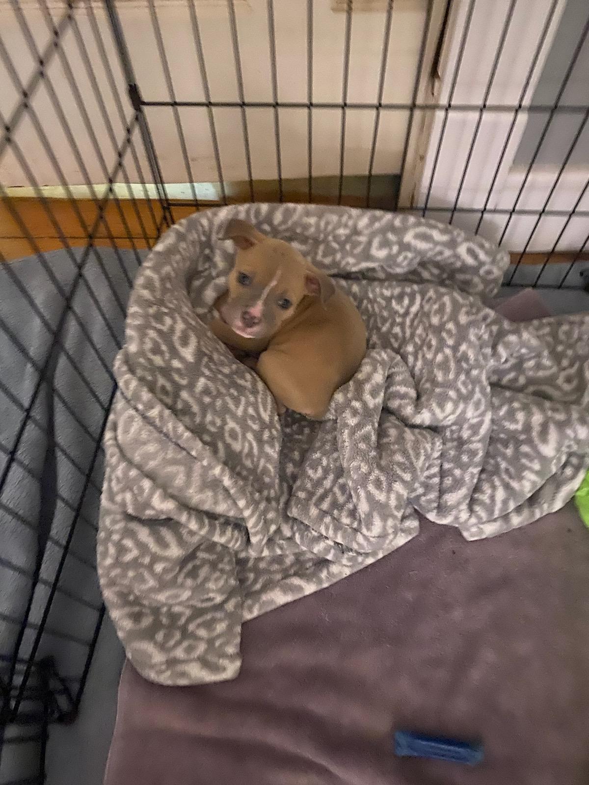 Tater - In Foster, ADOPTABLE, Puppy Male Pit Bull Terrier.