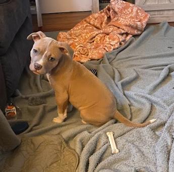 Tater - In Foster, ADOPTABLE, Puppy Male Pit Bull Terrier.