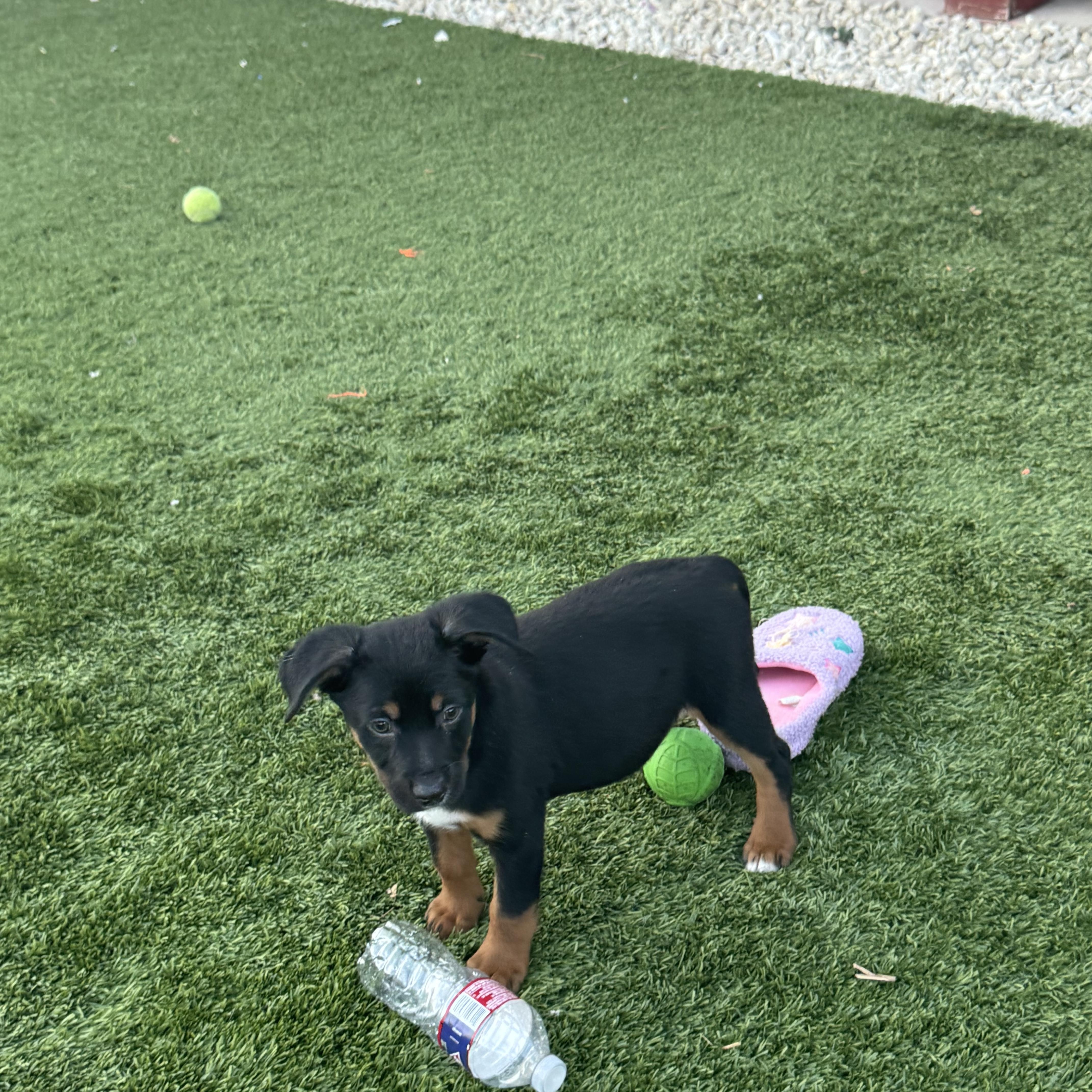 Enlarge Bandit , an adopted mixed breed in Hamilton Township, NJ image 2/4