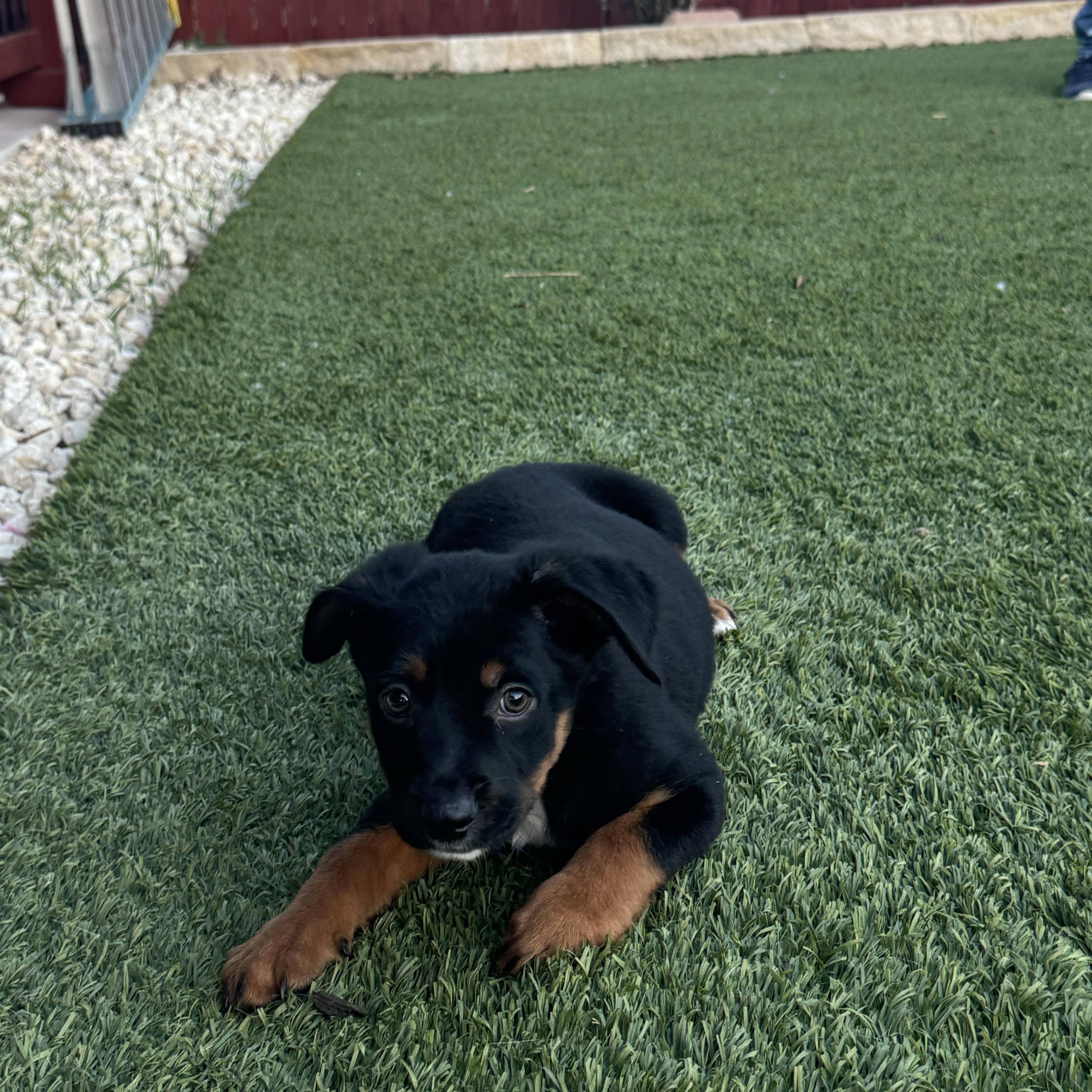 Enlarge Bandit , an adopted mixed breed in Hamilton Township, NJ image 4/4