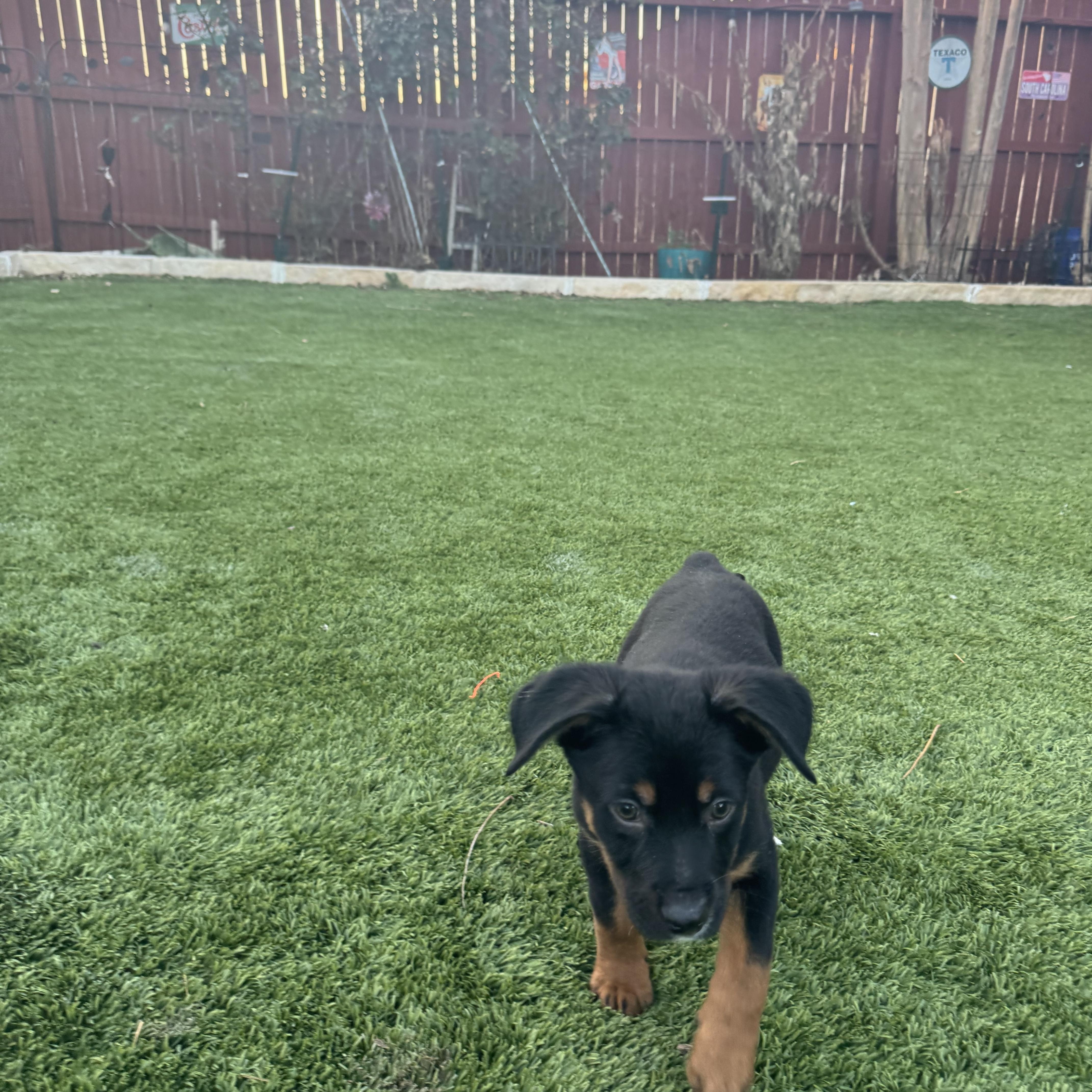 Enlarge Bandit , an adopted mixed breed in Hamilton Township, NJ image 3/4