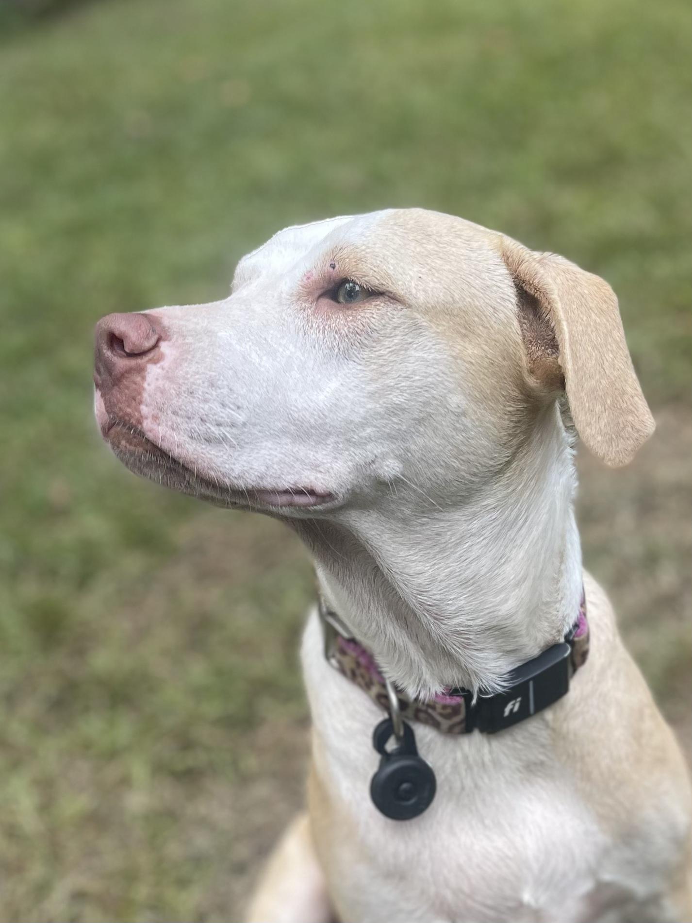 Enlarge Xoey, a Adoptable mixed breed in Ridgefield, CT image 3/3