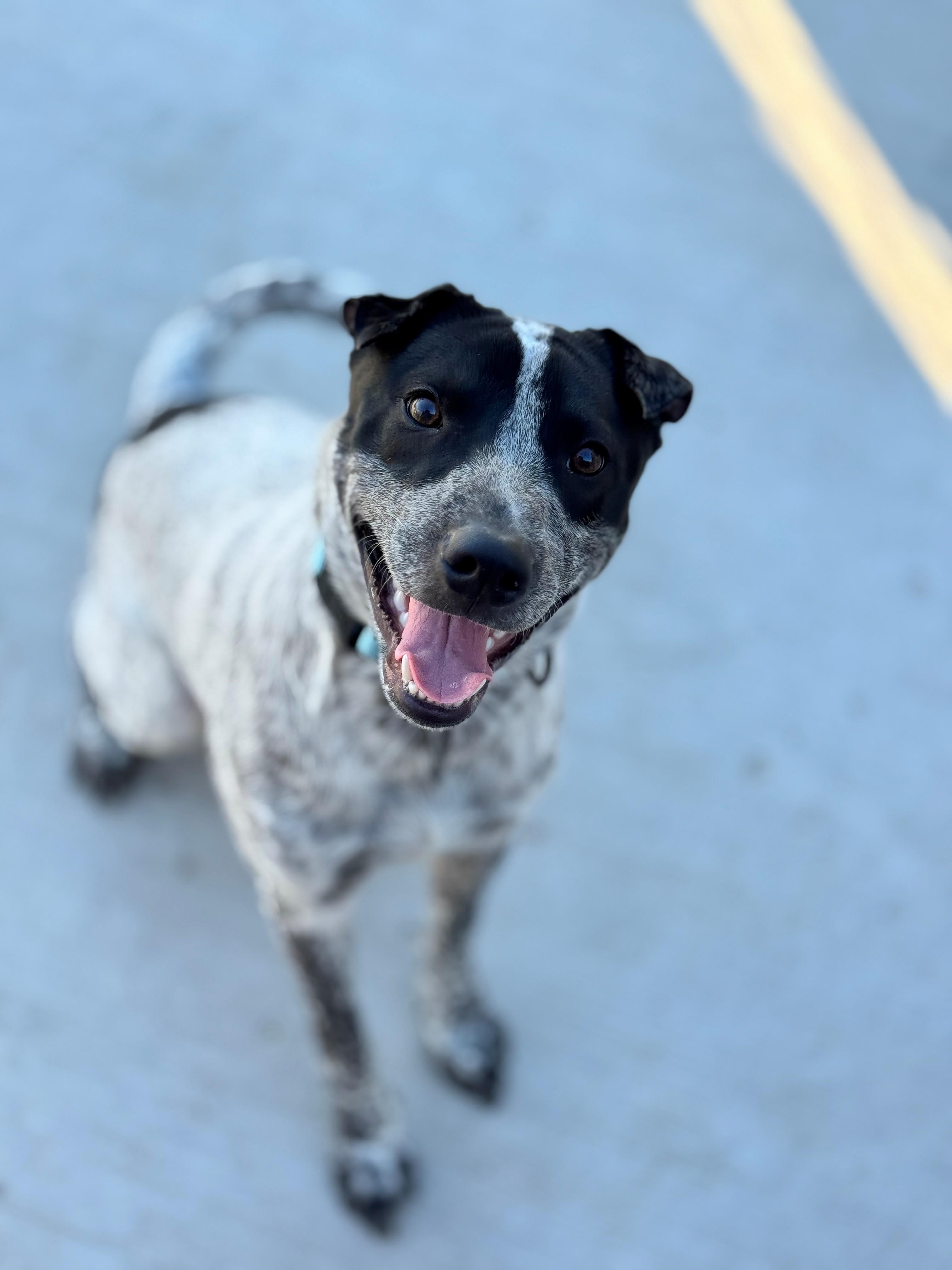 Ocho, Adoptable, Young Male Australian Cattle Dog / Blue Heeler & Shar-Pei.