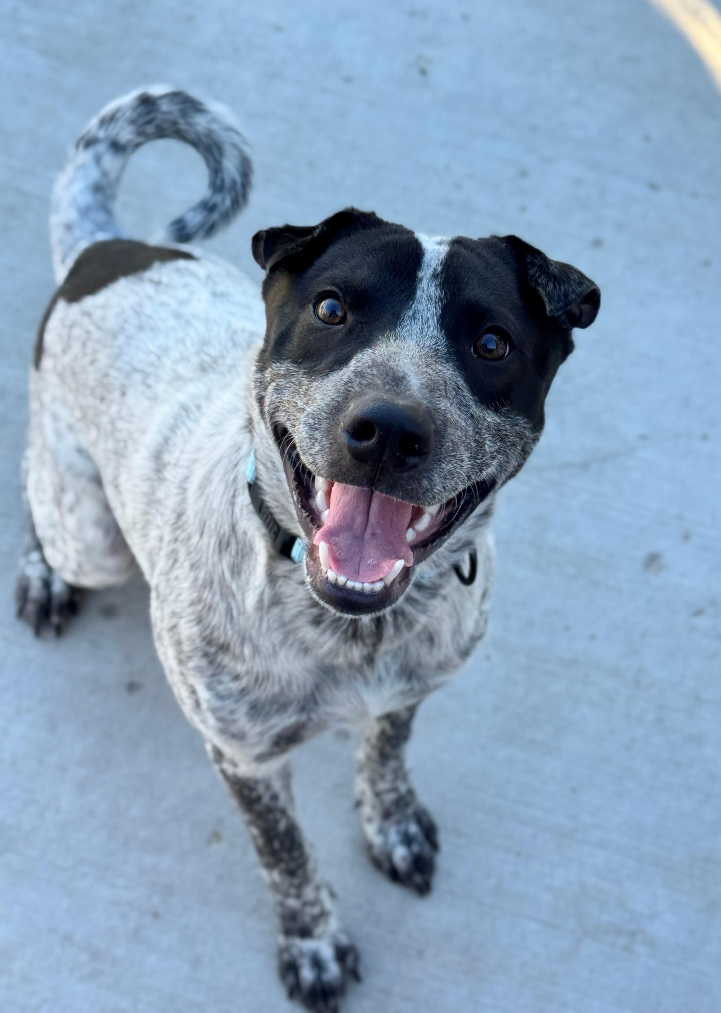 Ocho, a Adoptable mixed breed in Hackensack, MN image 2/4