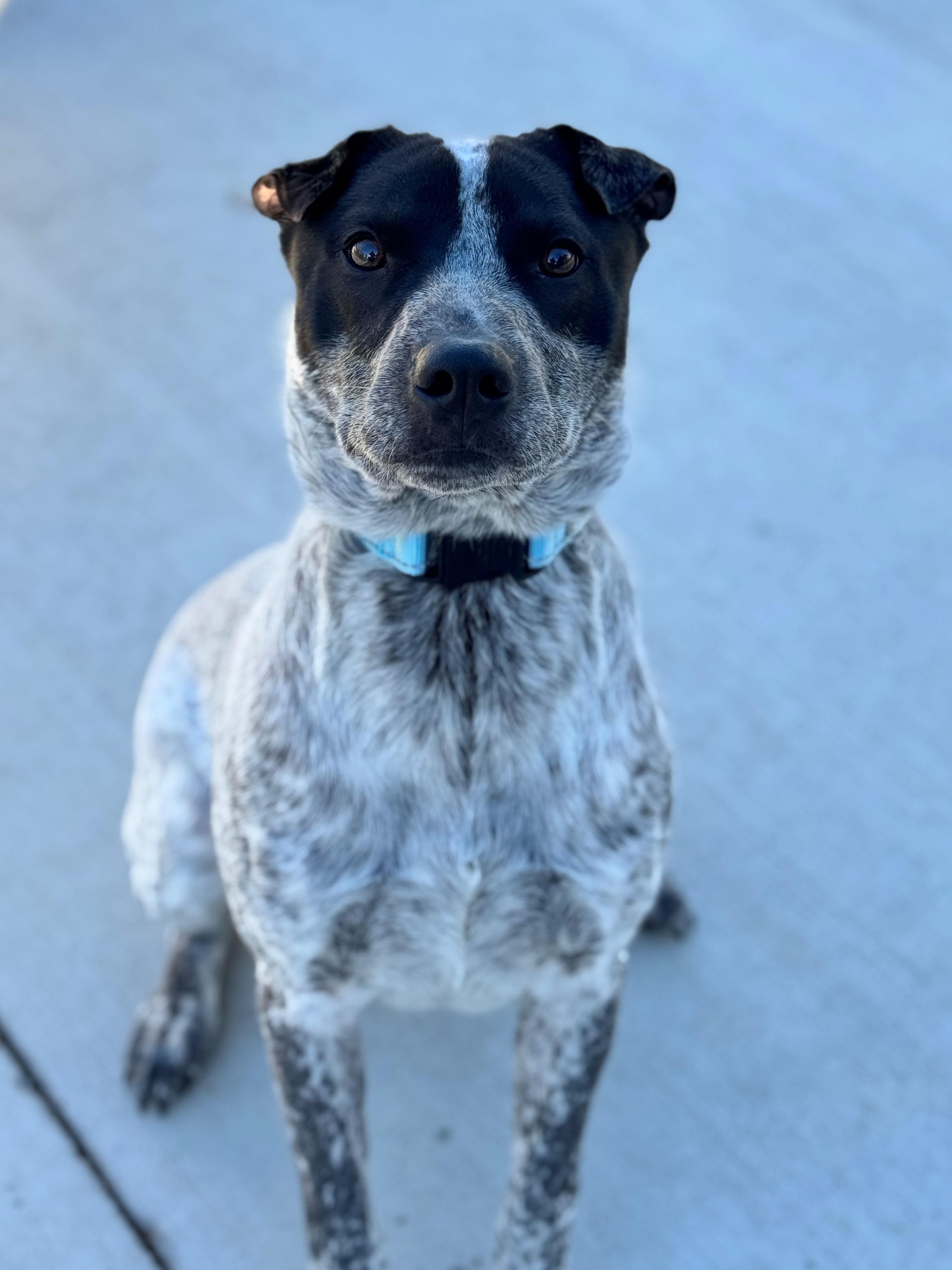 Ocho, Adoptable, Young Male Australian Cattle Dog / Blue Heeler & Shar-Pei.