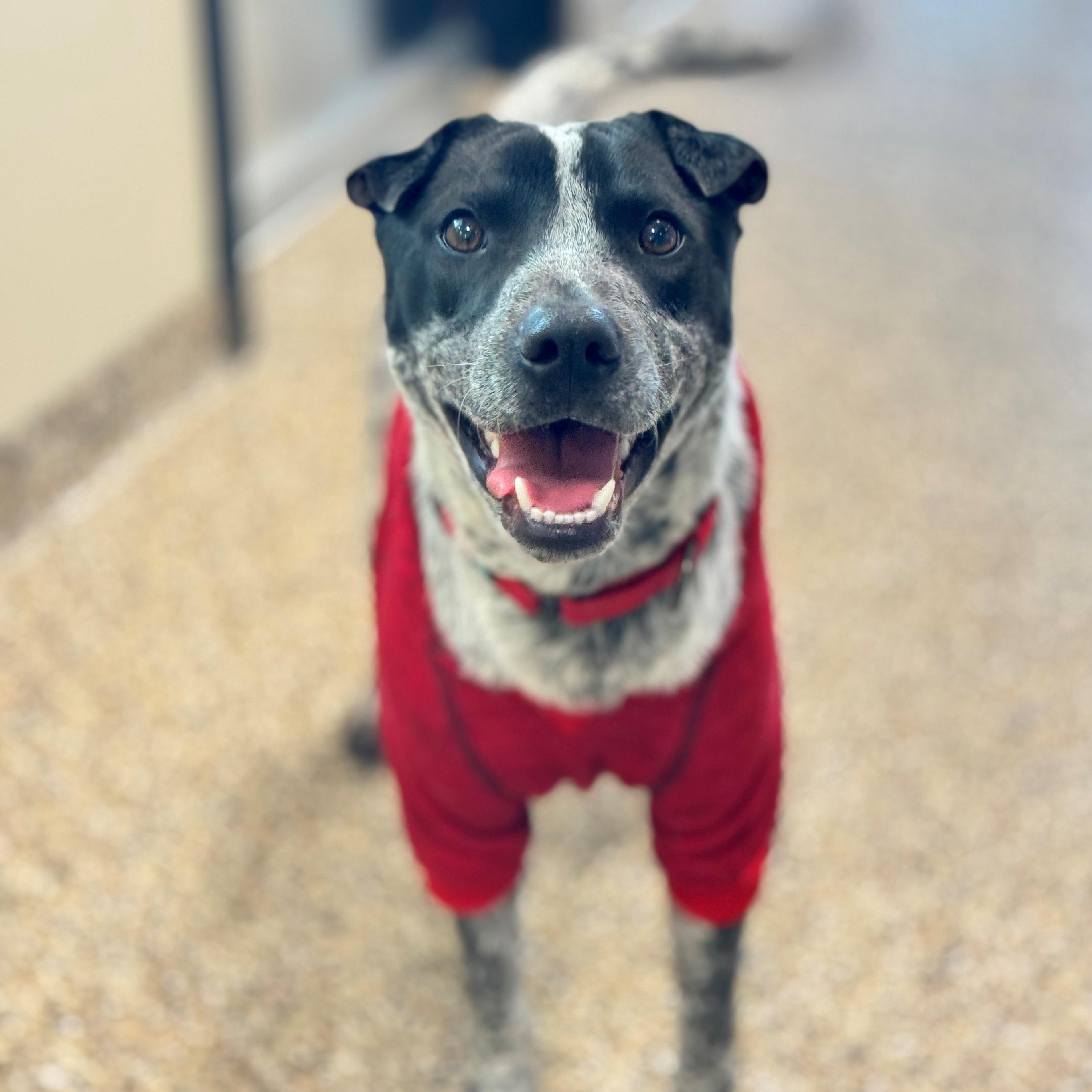 Enlarge Ocho, a Adoptable mixed breed in Hackensack, MN image 1/6