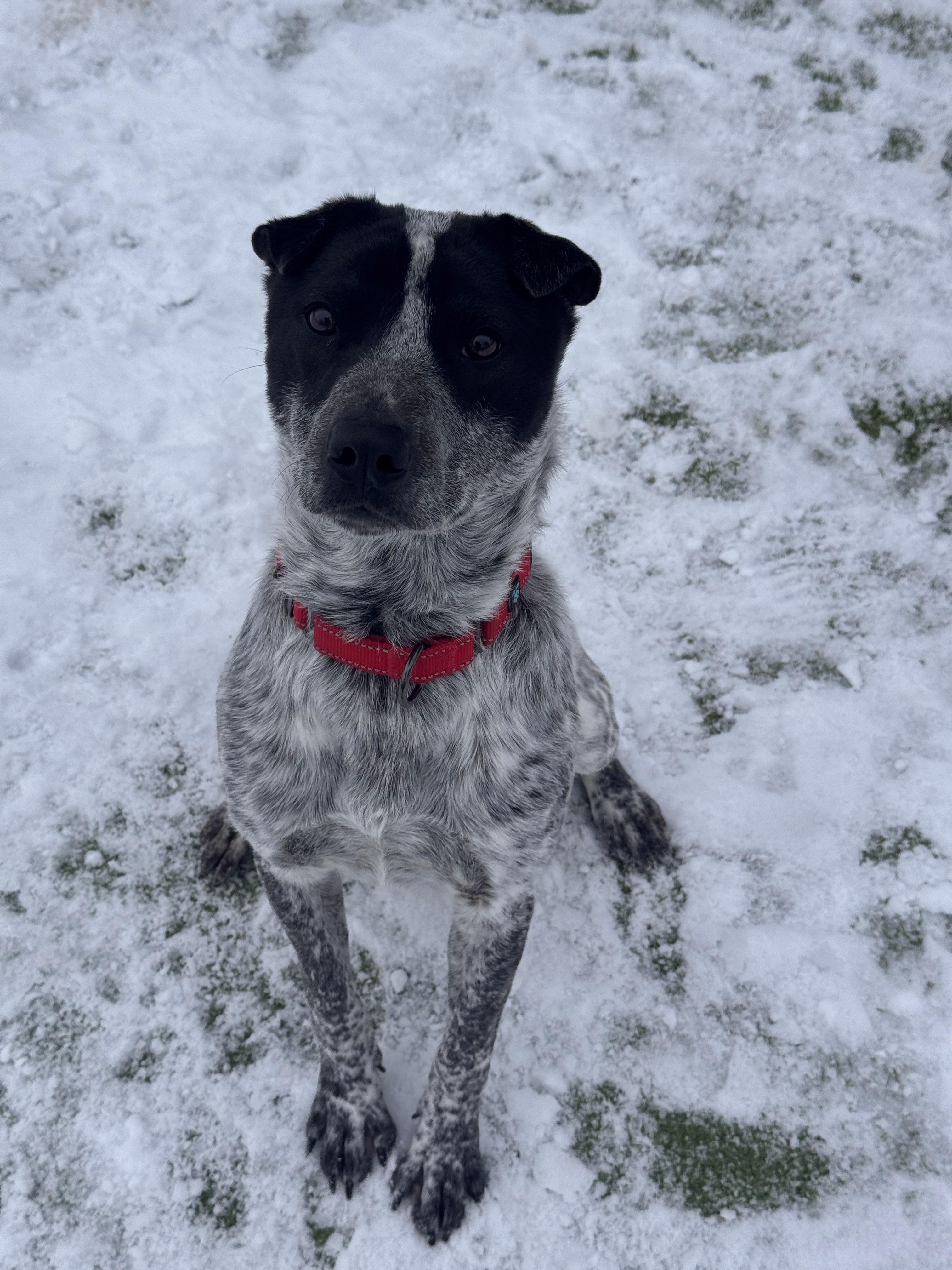 Enlarge Ocho, a Adoptable mixed breed in Hackensack, MN image 6/6