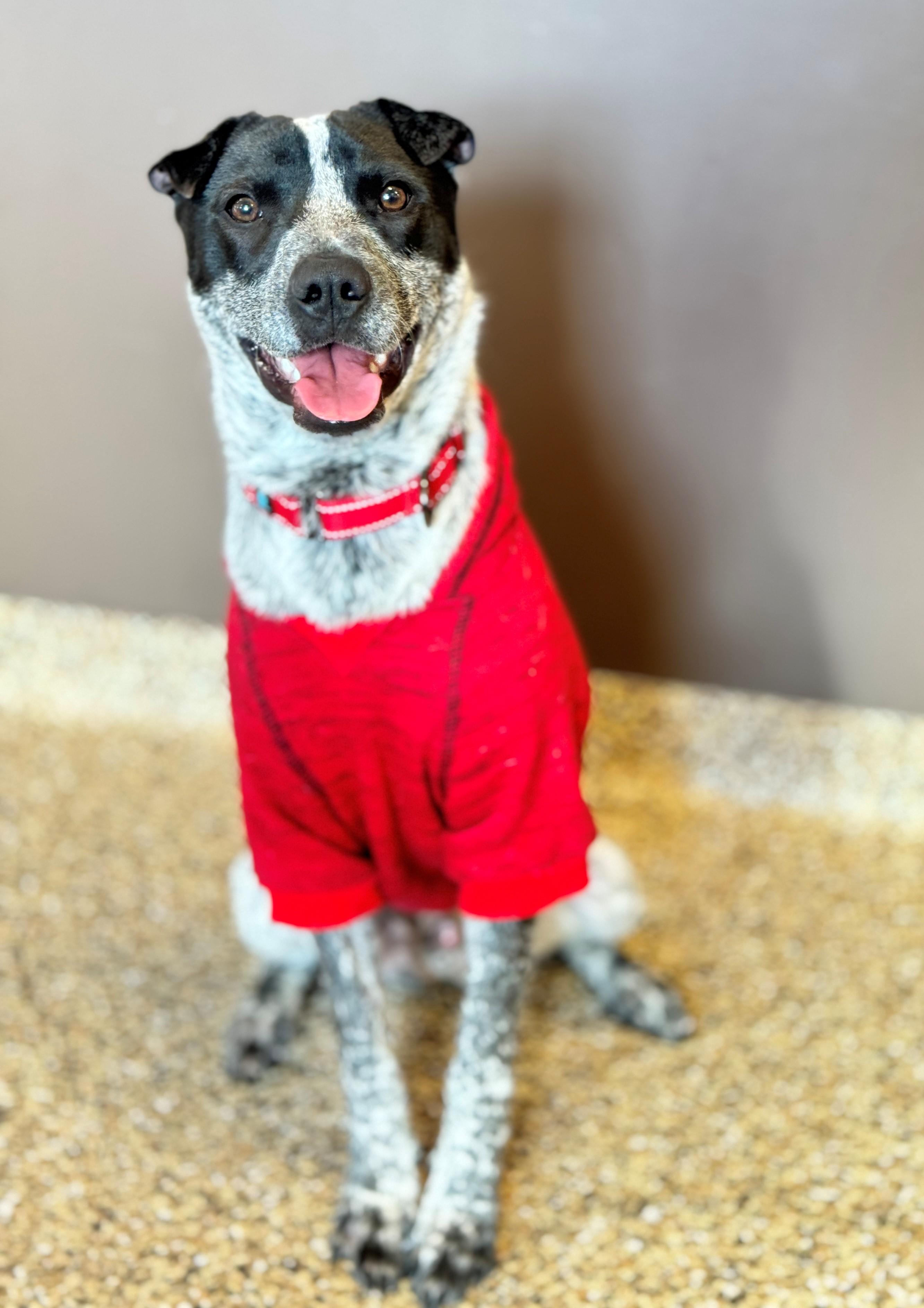 Enlarge Ocho, a Adoptable mixed breed in Hackensack, MN image 2/6