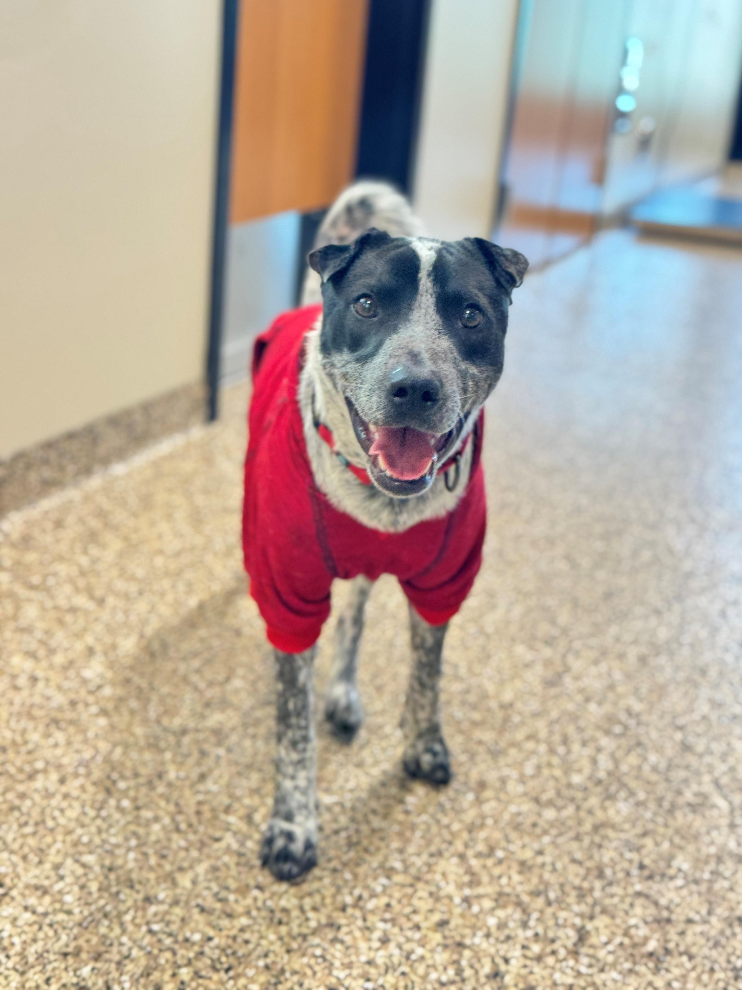 Enlarge Ocho, a Adoptable mixed breed in Hackensack, MN image 4/6