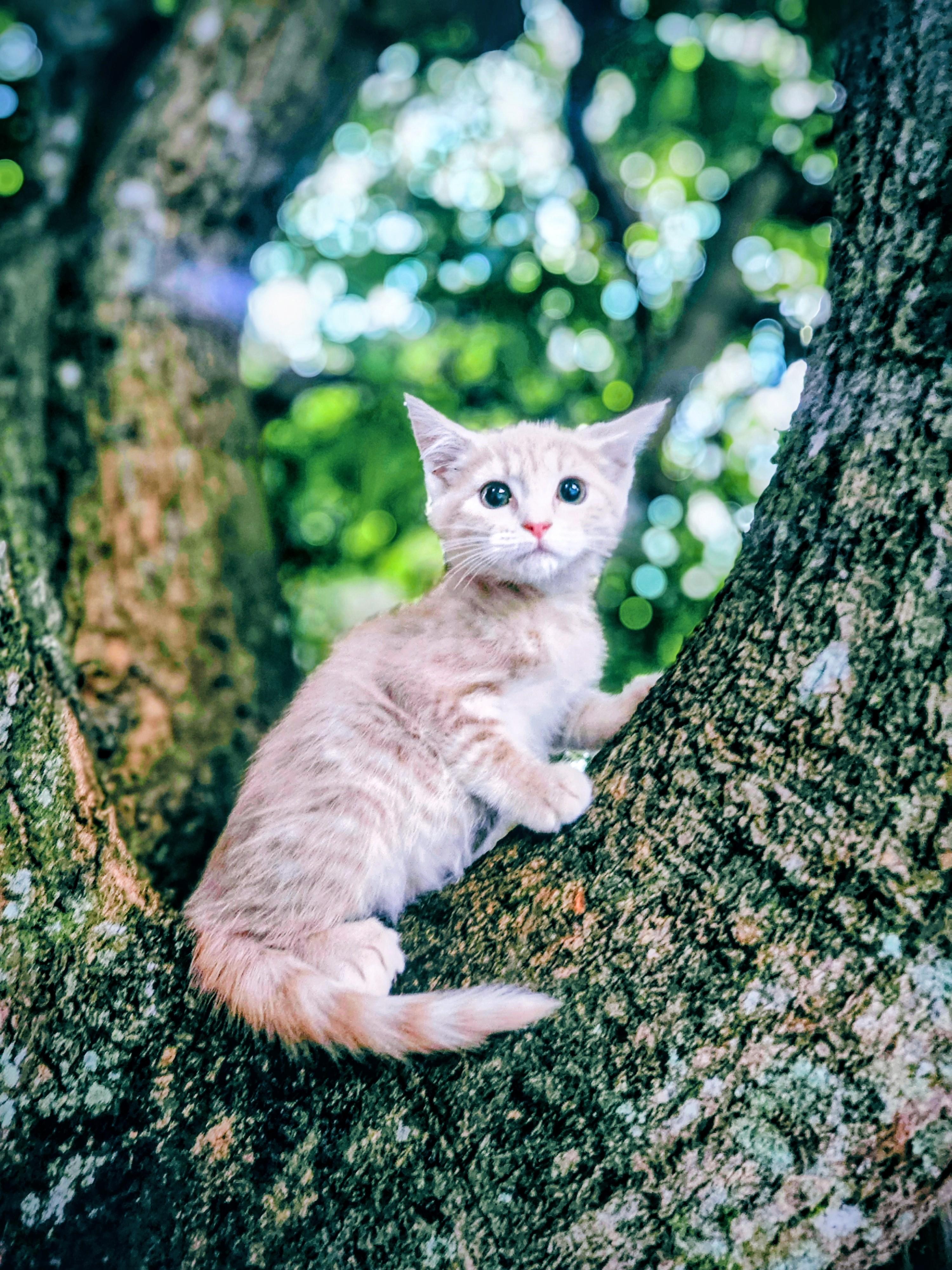 Enlarge Lyra, a Adoptable Domestic Short Hair in Kissimmee, FL image 2/5