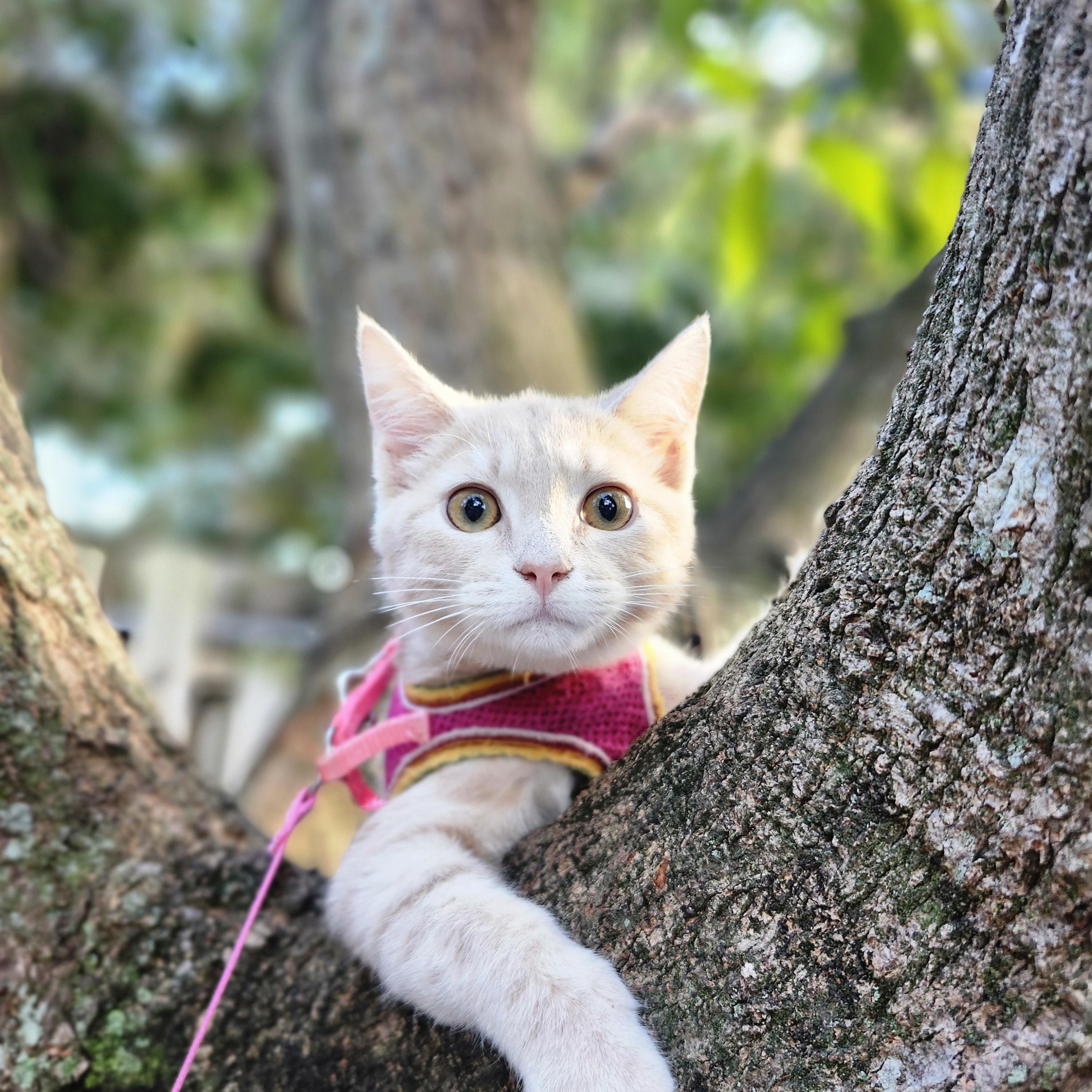 Enlarge Lyra, a Adoptable Domestic Short Hair in Kissimmee, FL image 3/5