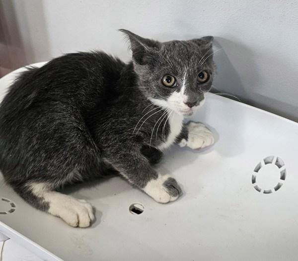 Ragweed, Adoptable, Kitten Male Domestic Short Hair.