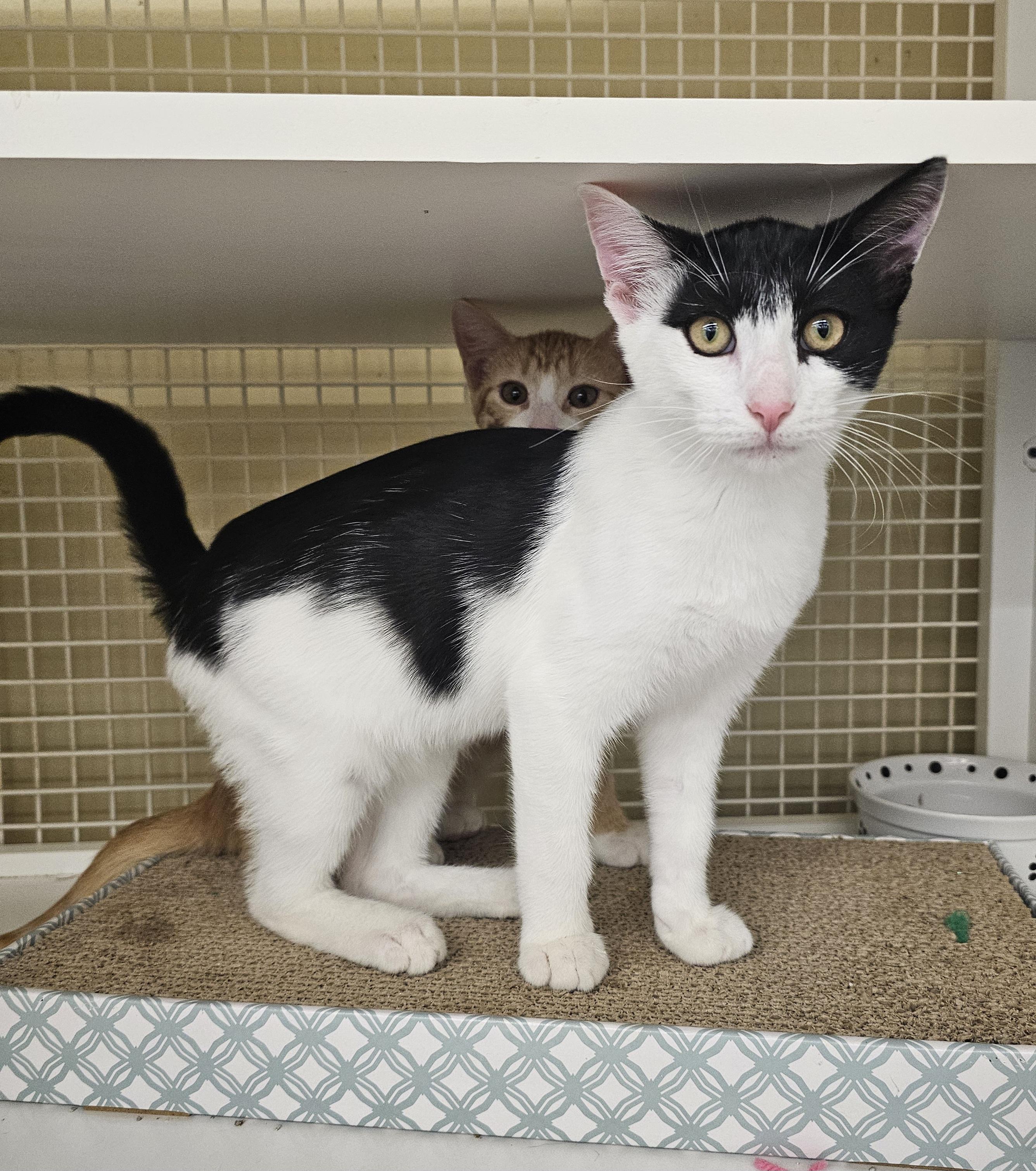 Kingston, Adopted, Young Male Domestic Short Hair.