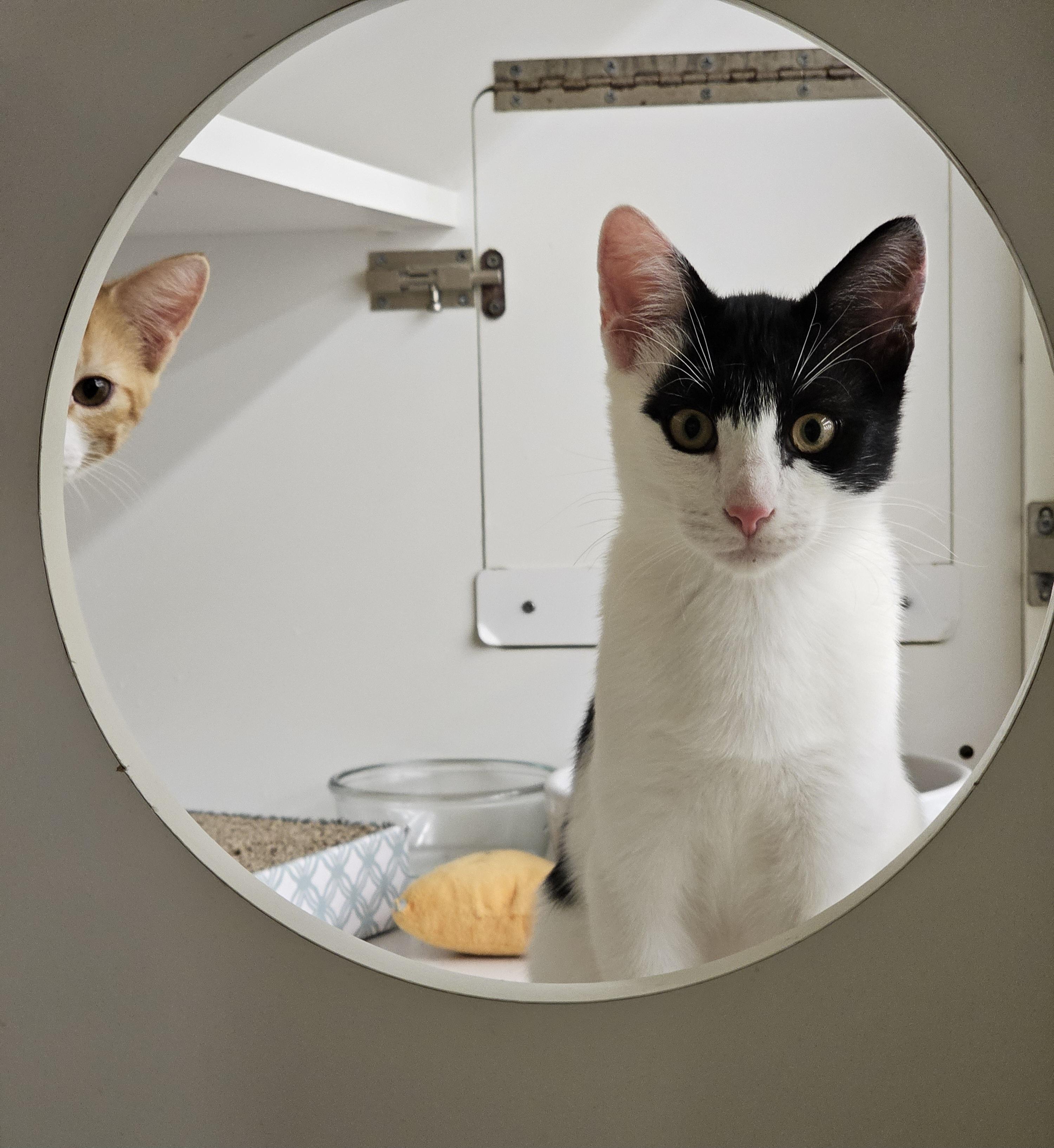 Enlarge Kingston, a Adopted Domestic Short Hair in Newcastle, OK image 2/4