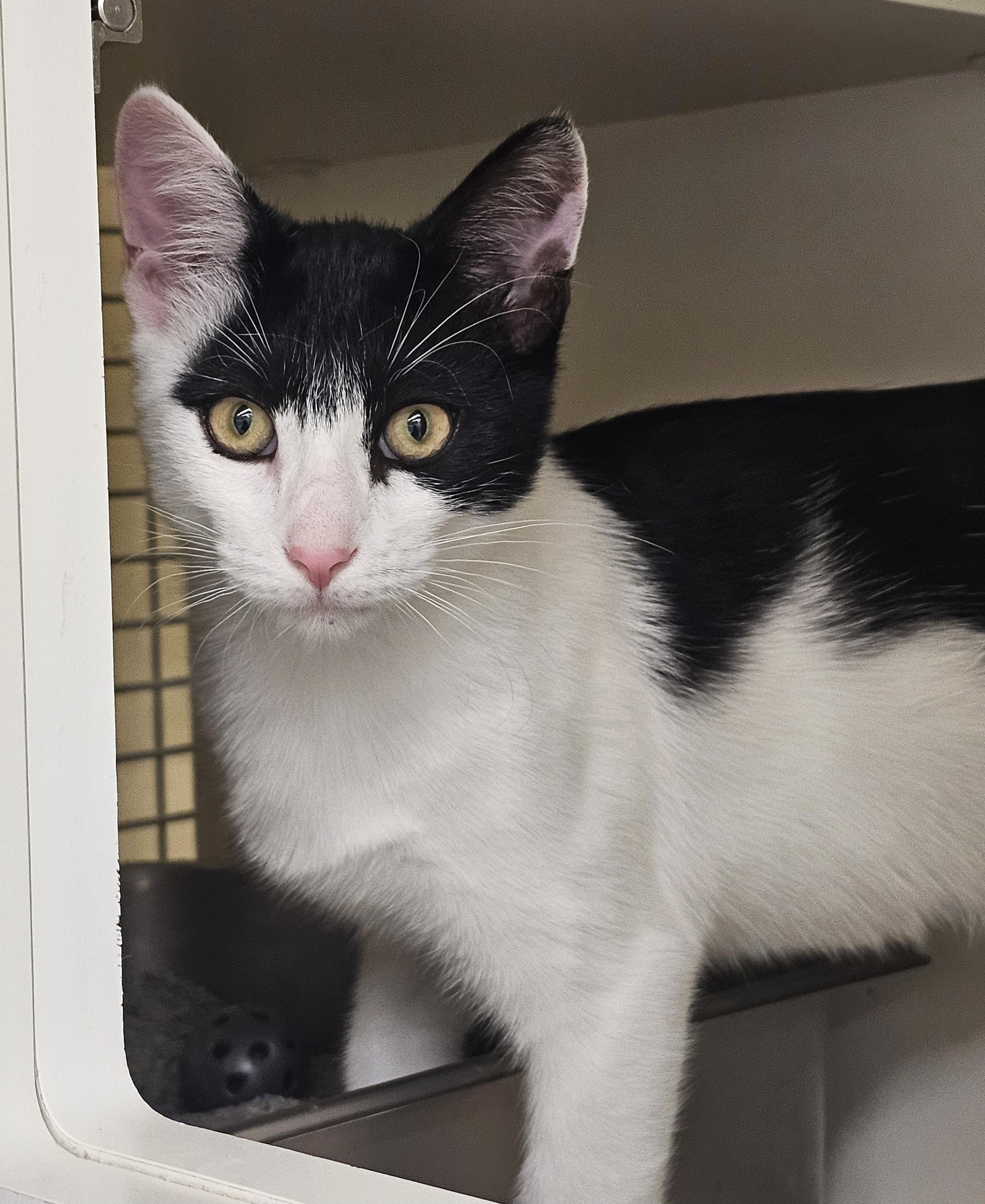 Enlarge Kingston, a Adopted Domestic Short Hair in Newcastle, OK image 4/4