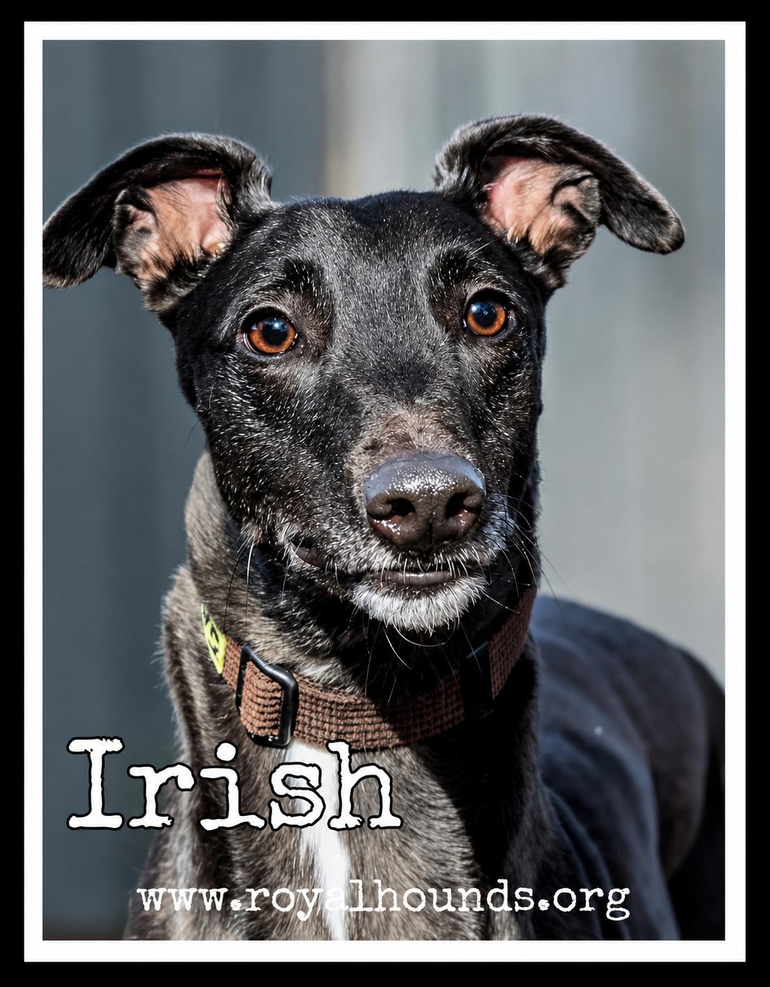 Irish, Adoptable, Adult Female Greyhound.