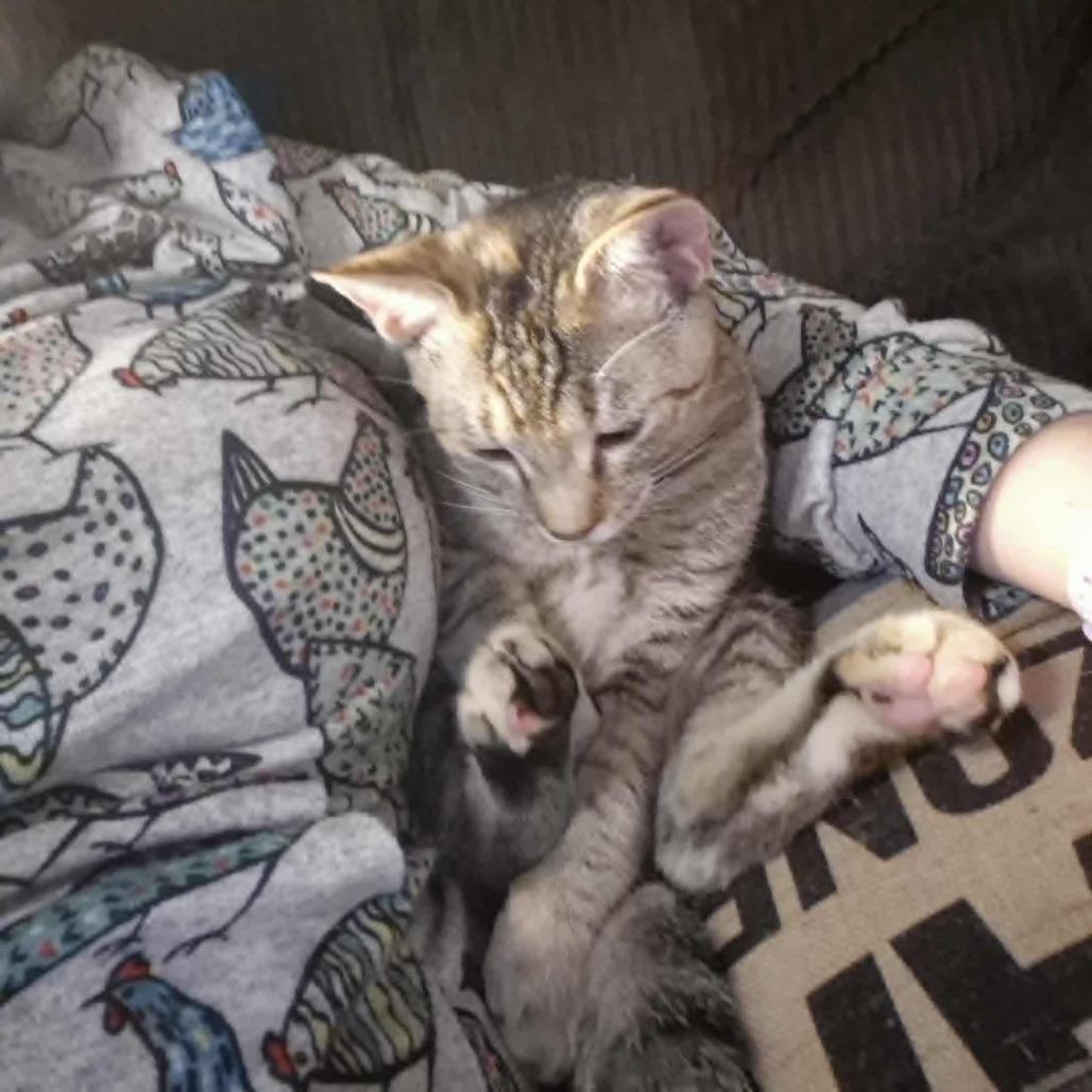 Enlarge Spinelli, a Adoptable Domestic Short Hair in Jacksonville, OR image 1/4