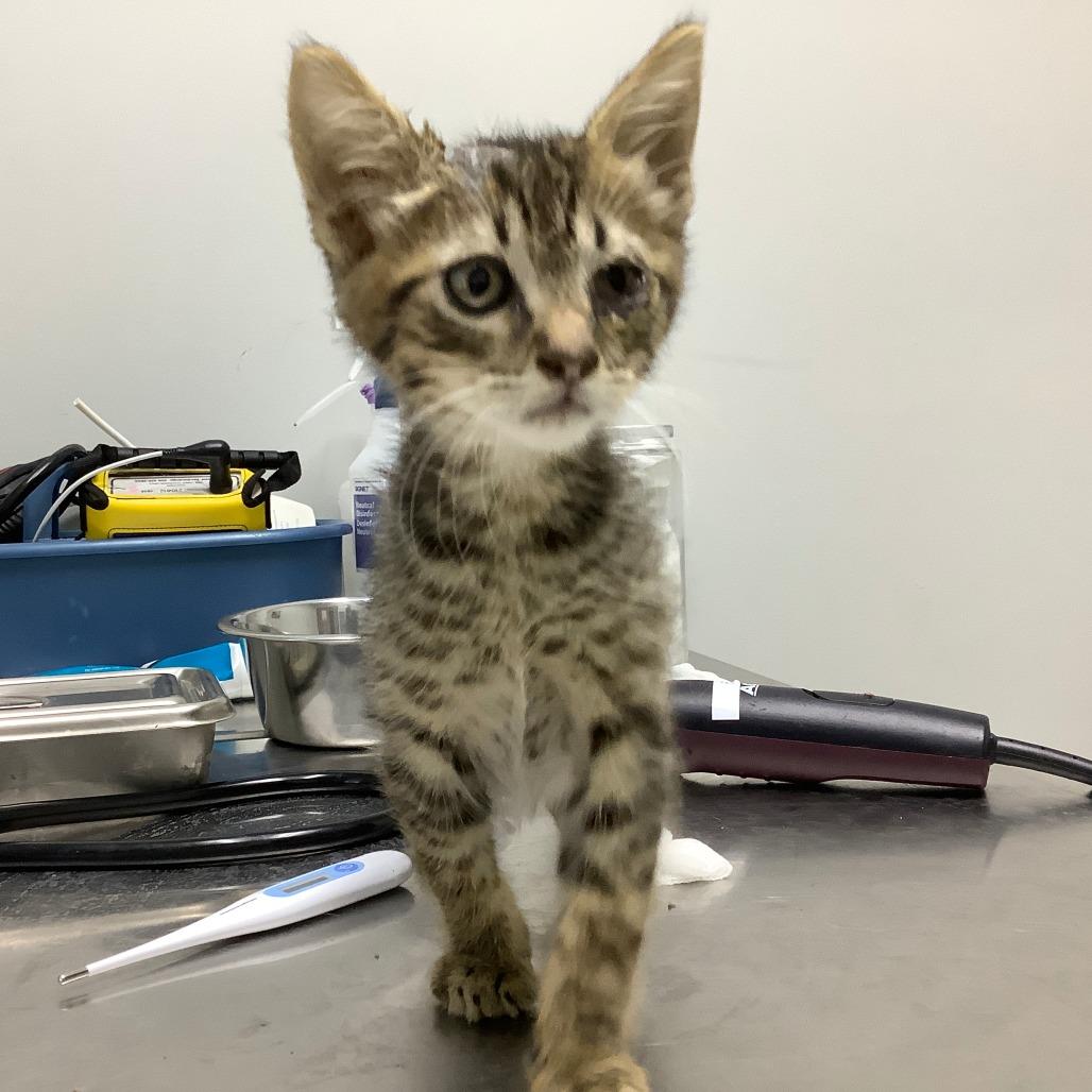 Enlarge Spinelli, a Adoptable Domestic Short Hair in Jacksonville, OR image 2/4