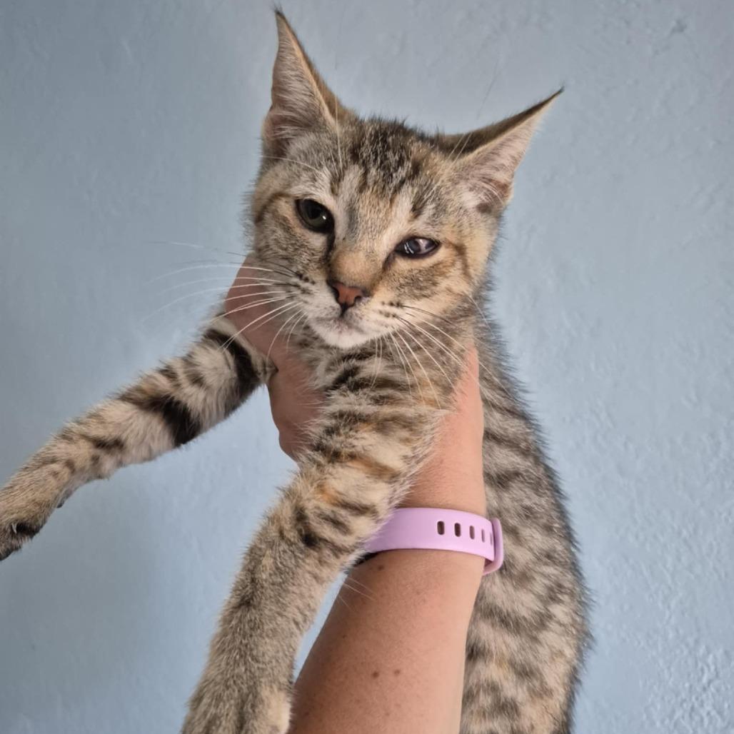 Enlarge Spinelli, a Adoptable Domestic Short Hair in Jacksonville, OR image 3/4