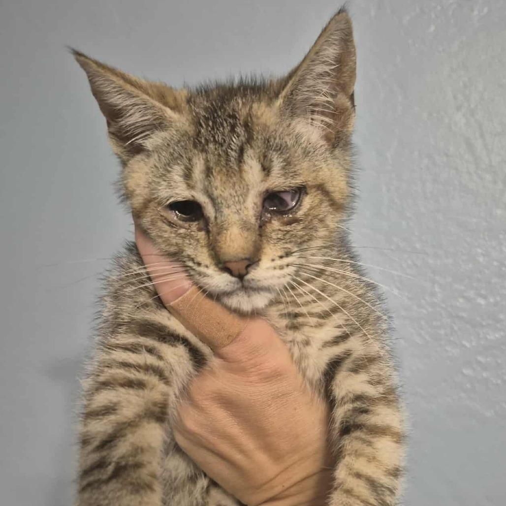 Enlarge Spinelli, a Adoptable Domestic Short Hair in Jacksonville, OR image 4/4