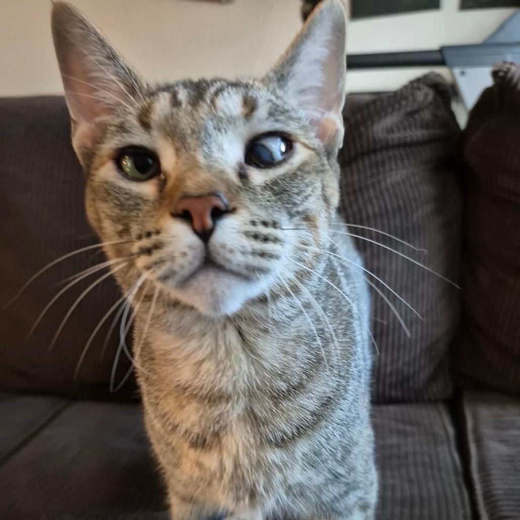 Enlarge Spinelli, a Adoptable Domestic Short Hair in Jacksonville, OR image 5/5