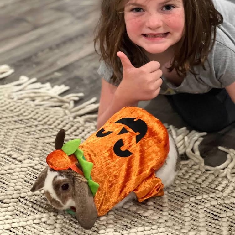 Rabbit for adoption Ollie & BunnBunn (bonded pair) local courtesy