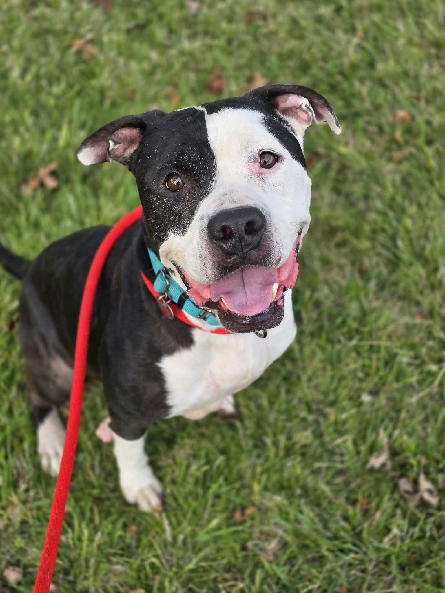 Dennis the Menace, Adoptable, Senior Male Pit Bull Terrier.