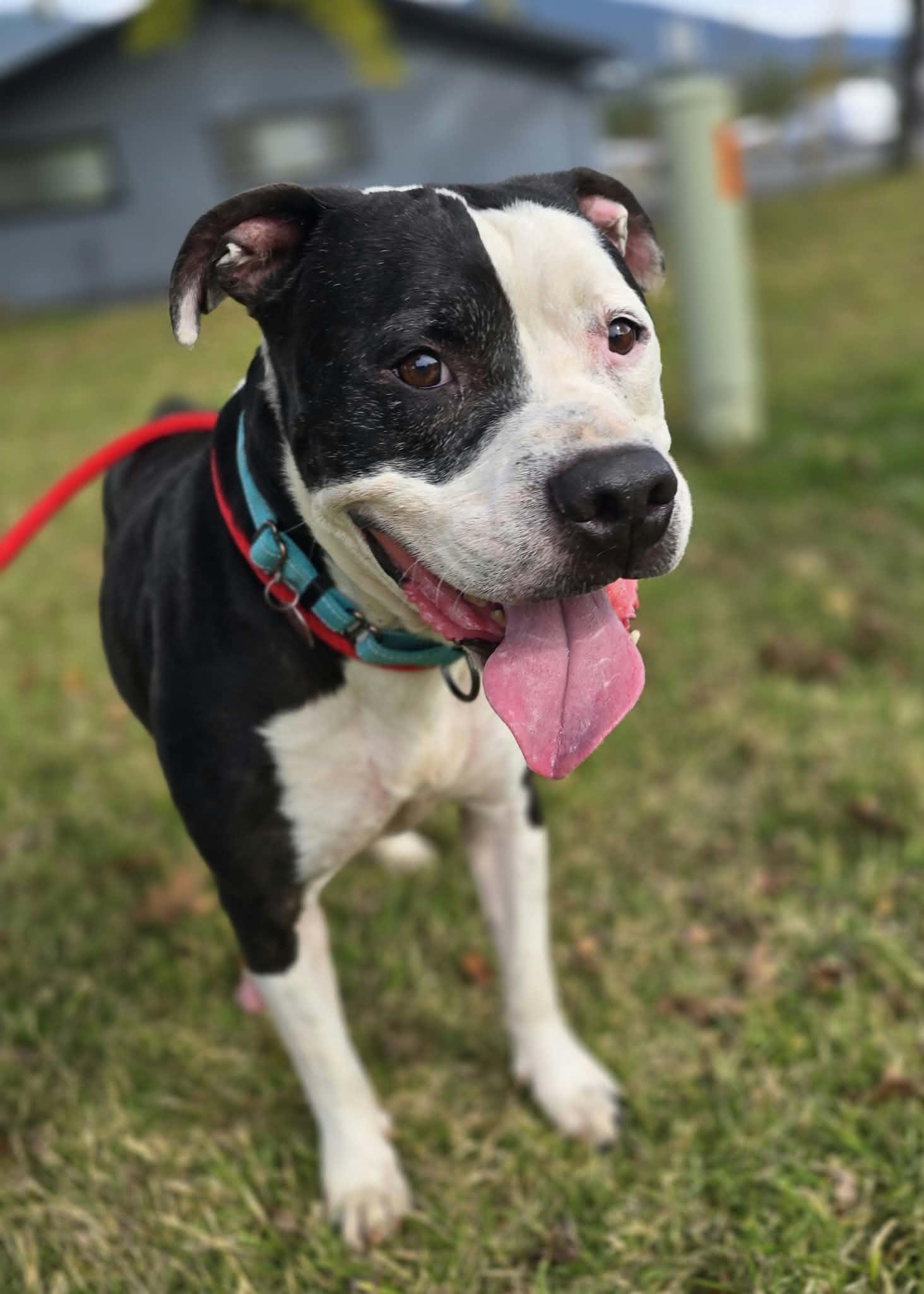 Enlarge Dennis the Menace, a Adoptable Pit Bull Terrier in Grants Pass, OR image 2/3