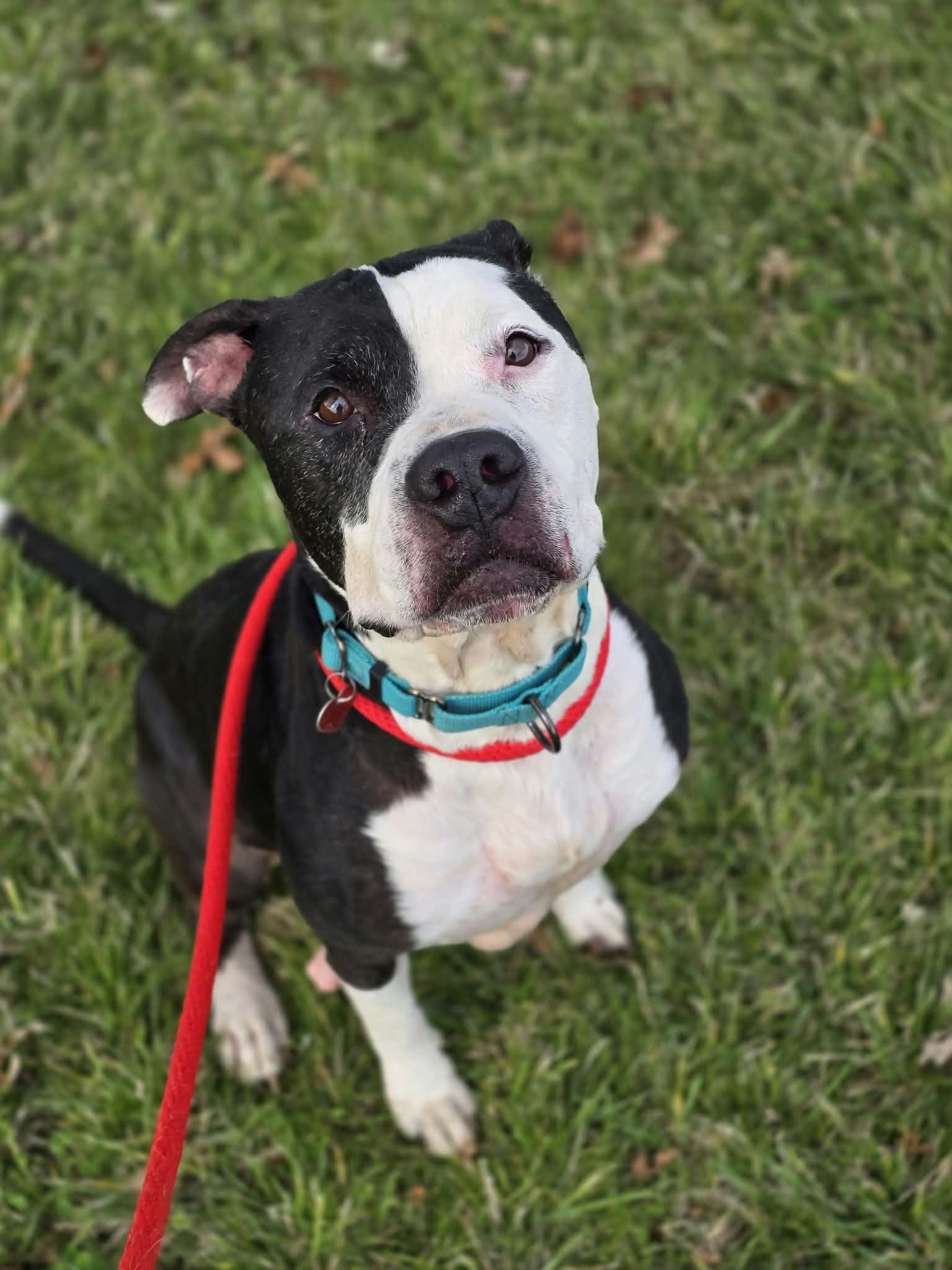 Enlarge Dennis the Menace, a Adoptable Pit Bull Terrier in Grants Pass, OR image 3/3