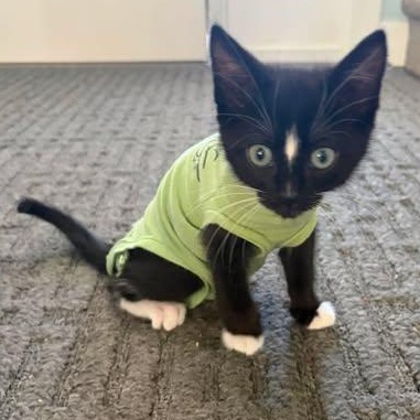 LENTIL, an adopted Domestic Short Hair in Campbell River, BC image 1/3