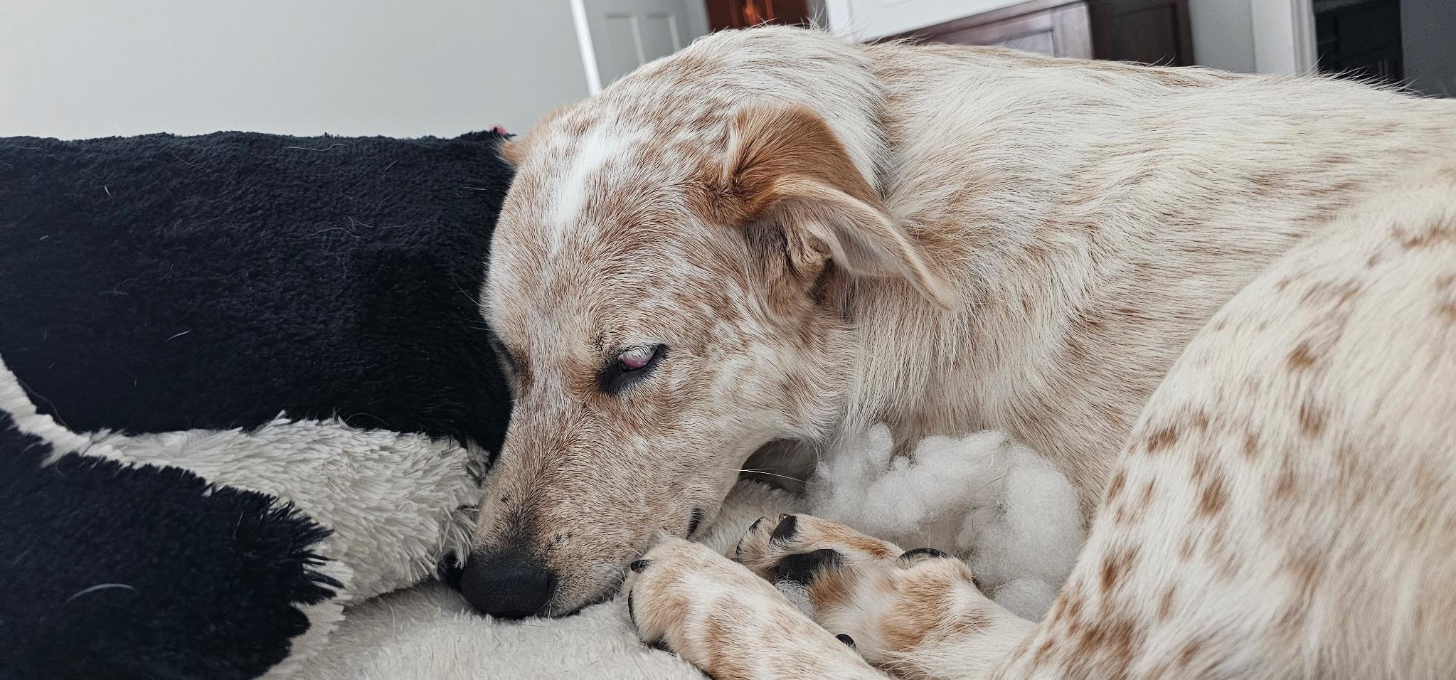 Jake, Adoptable, Young Male Australian Cattle Dog / Blue Heeler & Labrador Retriever.